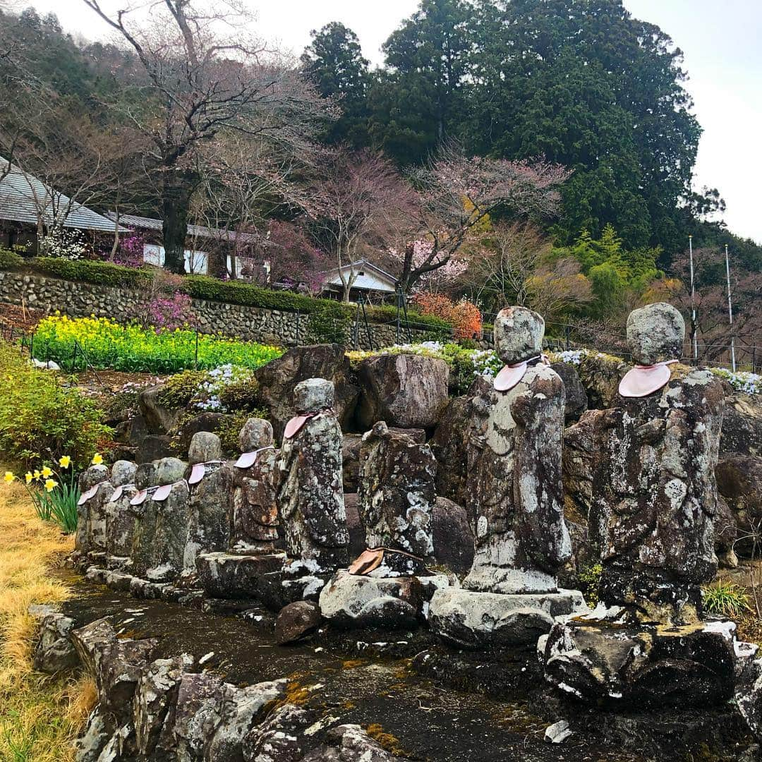 尻無浜冴美さんのインスタグラム写真 - (尻無浜冴美Instagram)「#乙津花の里 ﻿﻿ しだれ桜が有名なんだけど、まだちょっぴり早かった😭😭﻿﻿ 今にも咲きそうなパンパンのつぼみ状態で一週間後ちょうど綺麗なのかな〜て感じでした(＞＜)﻿﻿ しだれ桜じゃないけどお花も一部咲いてたよ♪﻿﻿ 温泉総選挙３位にランクインした#瀬音の湯 とセットで行くのオススメです💕﻿ ﻿ ﻿ #趣味垢さんと繋がりたい ﻿ #しだれ桜 #桜 ﻿ #あきる野市 #あきるの市 #武蔵五日市  #musashiitsukaichi #龍珠院 #さくら🌸 #cherryblossom #花見 #穴場  #温泉 #温泉総選挙 #都内温泉 #tourism #観光スポット #champion #チャンピオンパーカー #チャンピオンコーデ」4月2日 0時16分 - saemi_shinahama