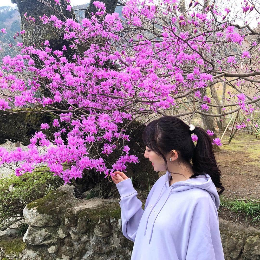 尻無浜冴美さんのインスタグラム写真 - (尻無浜冴美Instagram)「#乙津花の里 ﻿﻿ しだれ桜が有名なんだけど、まだちょっぴり早かった😭😭﻿﻿ 今にも咲きそうなパンパンのつぼみ状態で一週間後ちょうど綺麗なのかな〜て感じでした(＞＜)﻿﻿ しだれ桜じゃないけどお花も一部咲いてたよ♪﻿﻿ 温泉総選挙３位にランクインした#瀬音の湯 とセットで行くのオススメです💕﻿ ﻿ ﻿ #趣味垢さんと繋がりたい ﻿ #しだれ桜 #桜 ﻿ #あきる野市 #あきるの市 #武蔵五日市  #musashiitsukaichi #龍珠院 #さくら🌸 #cherryblossom #花見 #穴場  #温泉 #温泉総選挙 #都内温泉 #tourism #観光スポット #champion #チャンピオンパーカー #チャンピオンコーデ」4月2日 0時16分 - saemi_shinahama