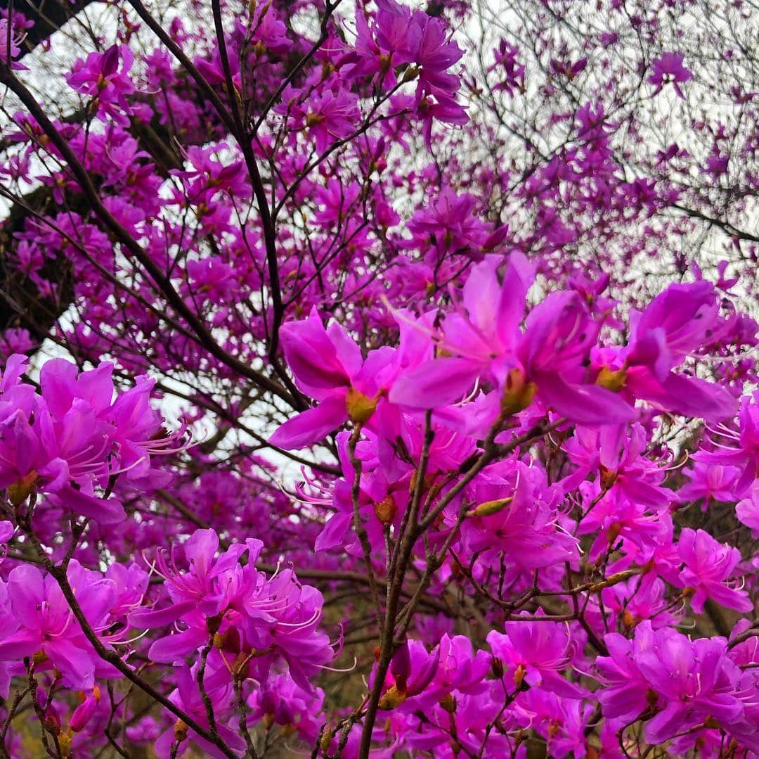 尻無浜冴美さんのインスタグラム写真 - (尻無浜冴美Instagram)「#乙津花の里 ﻿﻿ しだれ桜が有名なんだけど、まだちょっぴり早かった😭😭﻿﻿ 今にも咲きそうなパンパンのつぼみ状態で一週間後ちょうど綺麗なのかな〜て感じでした(＞＜)﻿﻿ しだれ桜じゃないけどお花も一部咲いてたよ♪﻿﻿ 温泉総選挙３位にランクインした#瀬音の湯 とセットで行くのオススメです💕﻿ ﻿ ﻿ #趣味垢さんと繋がりたい ﻿ #しだれ桜 #桜 ﻿ #あきる野市 #あきるの市 #武蔵五日市  #musashiitsukaichi #龍珠院 #さくら🌸 #cherryblossom #花見 #穴場  #温泉 #温泉総選挙 #都内温泉 #tourism #観光スポット #champion #チャンピオンパーカー #チャンピオンコーデ」4月2日 0時16分 - saemi_shinahama