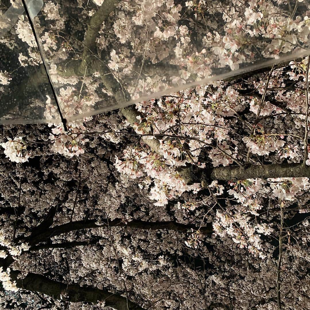 上地雅弥 MURUAさんのインスタグラム写真 - (上地雅弥 MURUAInstagram)「. . 雨の中で見る桜も綺麗だった〜。。 . 私たちが見てる時だけ大雨強風だったけど🤣 . . 来年はみんなで見にきたいなぁ☺️ . . #舞鶴公園 #福岡 #murua_by_staff」4月2日 0時29分 - miyabi_408