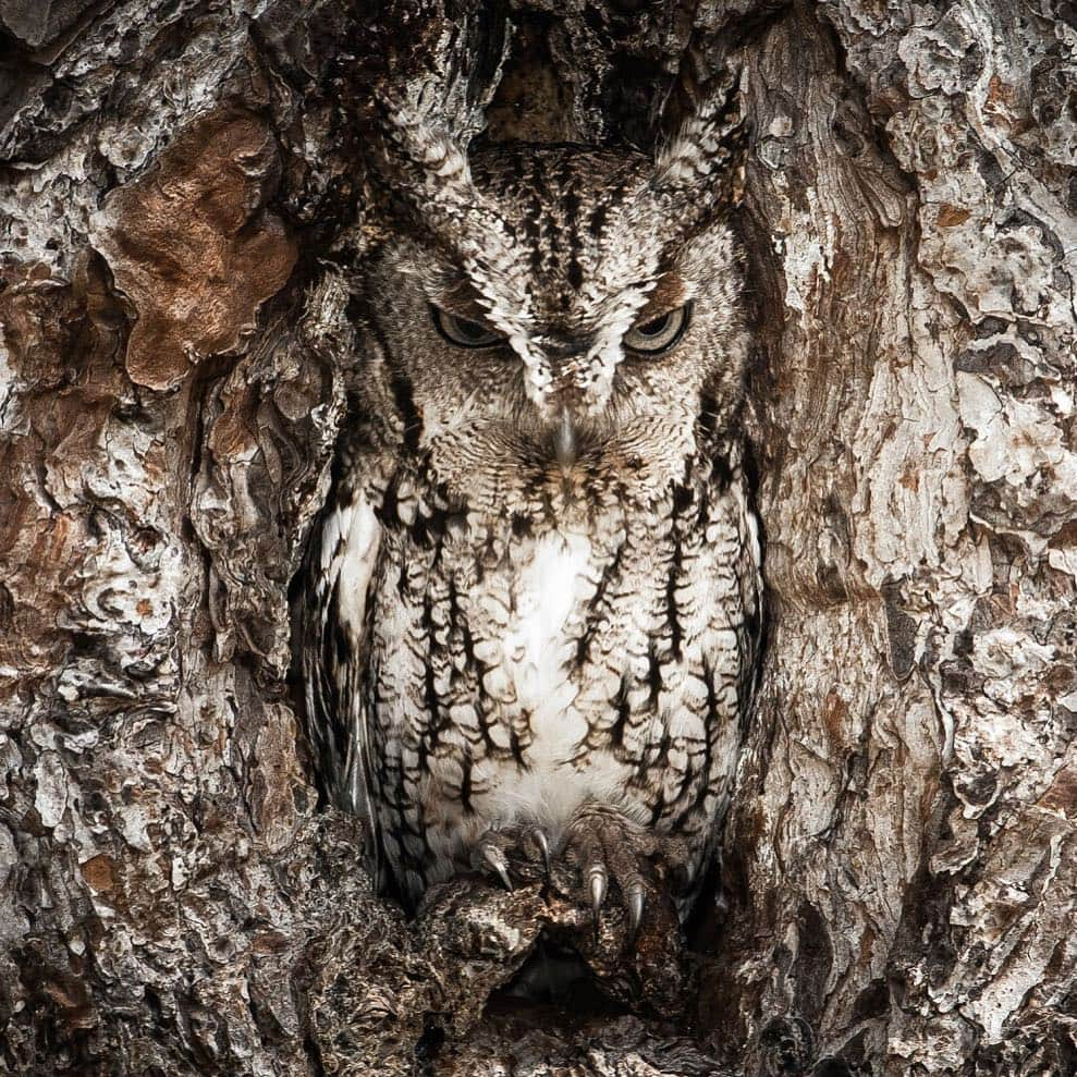 アメリカ内務省さんのインスタグラム写真 - (アメリカ内務省Instagram)「Who else is looking at things extra closely today? April Fools Day is a hoot!  Eastern screech #owl at Okefenokee National Wildlife Refuge in #Georgia by Graham McGeorge (www.sharetheexperience.org). @usfws #travel #wildlife #usinterior」4月2日 0時22分 - usinterior