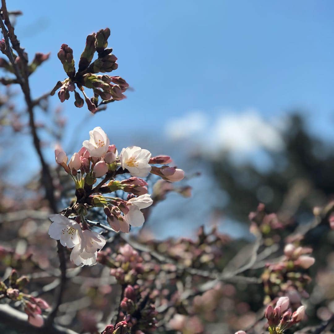 北原徹さんのインスタグラム写真 - (北原徹Instagram)「花見2019。」4月2日 0時34分 - torukitahara