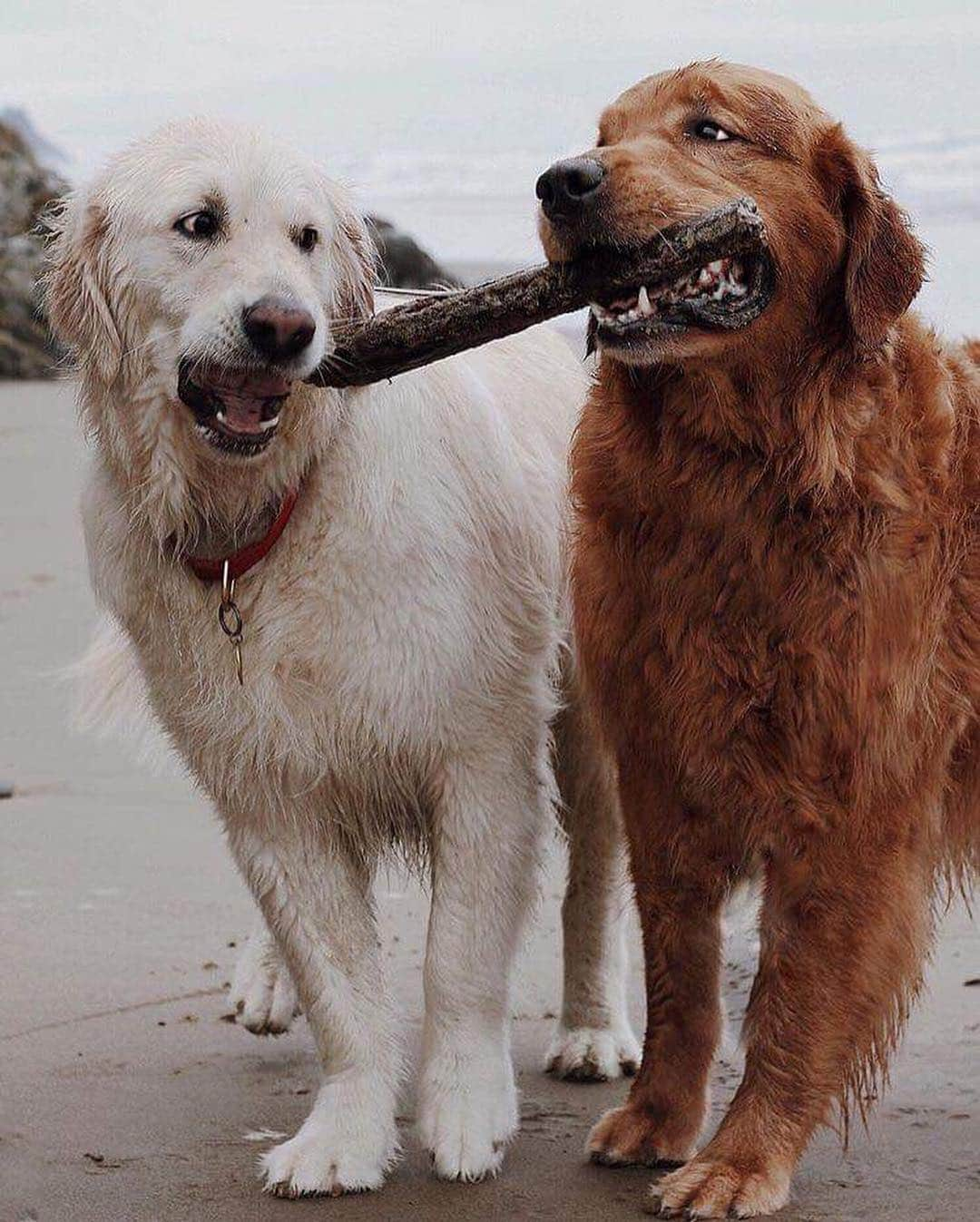 Canon Photographyさんのインスタグラム写真 - (Canon PhotographyInstagram)「Tag your best friend!! These two are the cutest set of dogs on Instagram surely!  Photography | @wat.ki  #canon_photos #dogs #bestfriends #watki #dogsofinstagram #awesome_earth」4月2日 0時36分 - cpcollectives