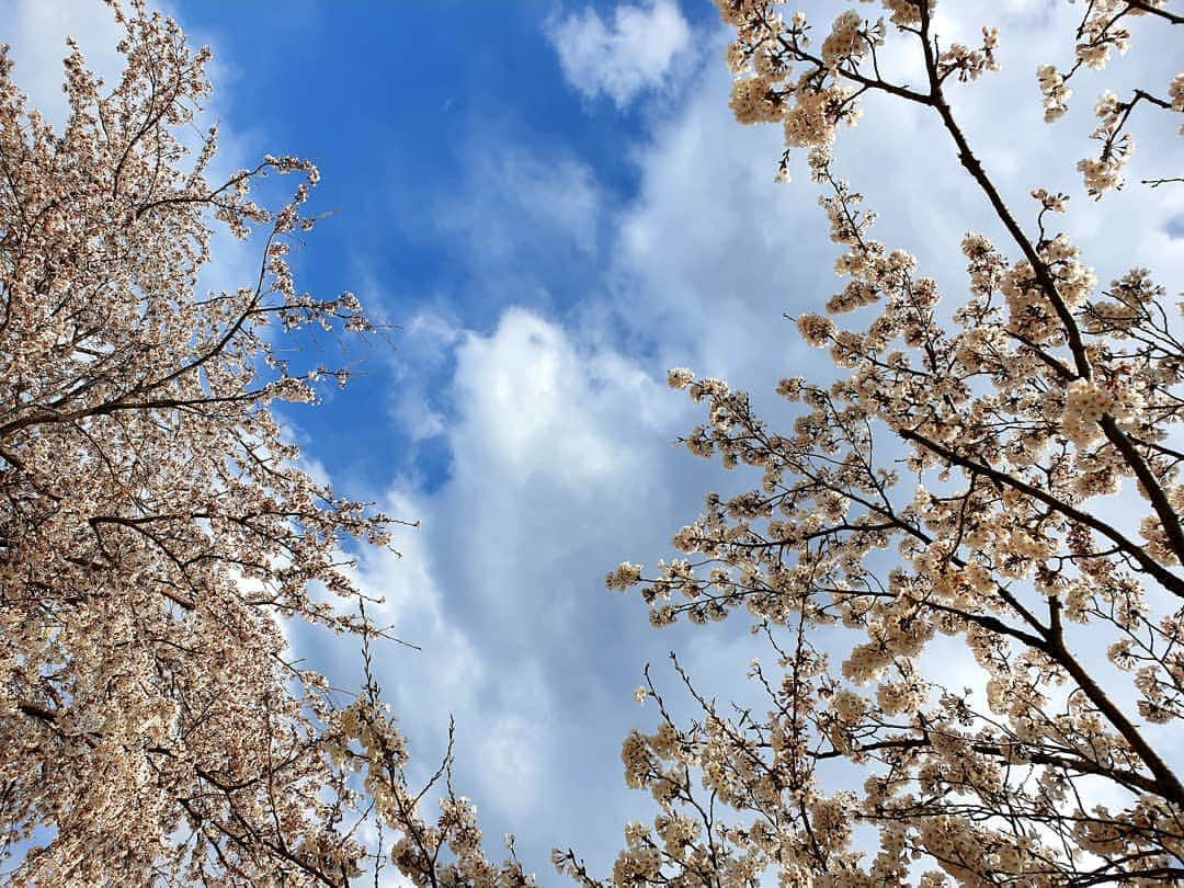 チョン・シアさんのインスタグラム写真 - (チョン・シアInstagram)「봄이 왔어요~🌸」4月1日 15時45分 - jung.sia