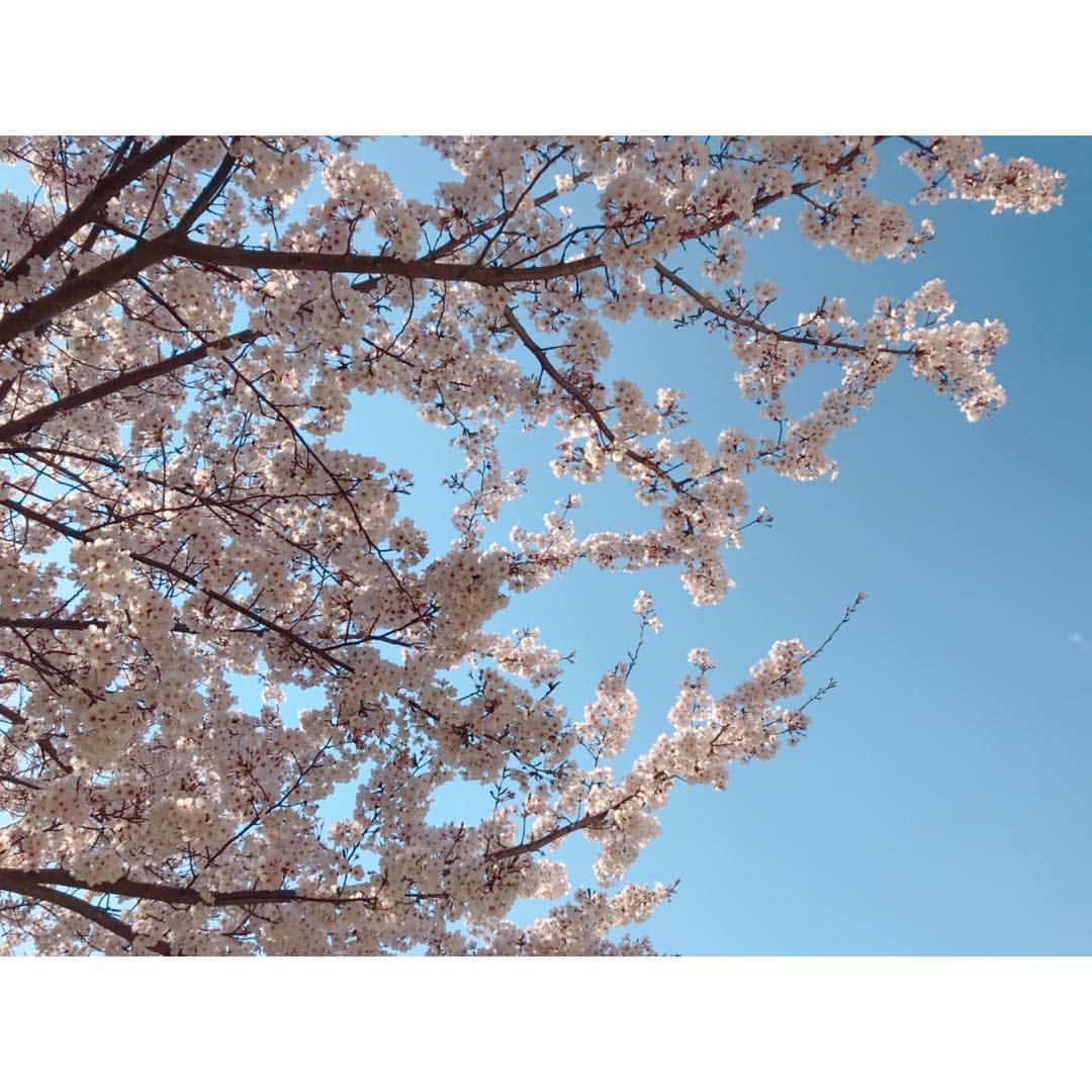 小野口奈々さんのインスタグラム写真 - (小野口奈々Instagram)「・ さて、新年度スタート‼️ 今日は桜満開の舞鶴公園から中継を担当します🌸 プライベート花見は、まだ１分咲きの頃に 高校の同級生たちと😆😆😆 前日から仕込んで手作りしてくれた ジャマイカ料理・ジャークチキンは絶品でしたが 寒すぎて、早めに居酒屋へ移動しましたとさ🍶 これもまた良い思い出🙆‍♀️💕 #お花見 #経済効果は6000億円以上 #ふくサテ中継 #今日からリニューアルです #テレQ #7ch」4月1日 15時39分 - nana0no