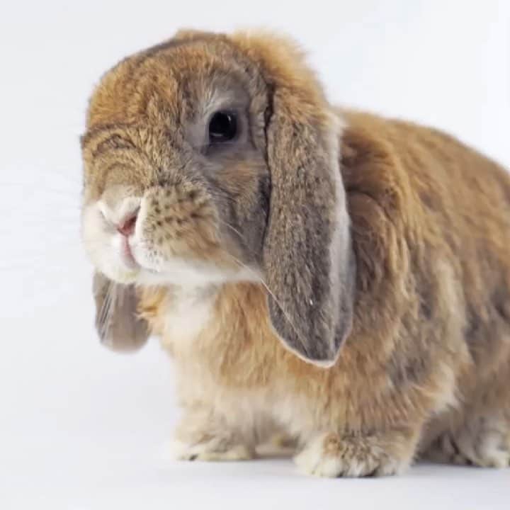 Marbee Moo, Olive & Taffyのインスタグラム：「This is Yam. He’s a Superbunny 💕  Please be kind to Yam. No negative comments about his diaper (he’s embarrassed). Yam is a special needs bunny. #disabledpets #disabledbunny #disabledandcute #iyamwhatiyam」