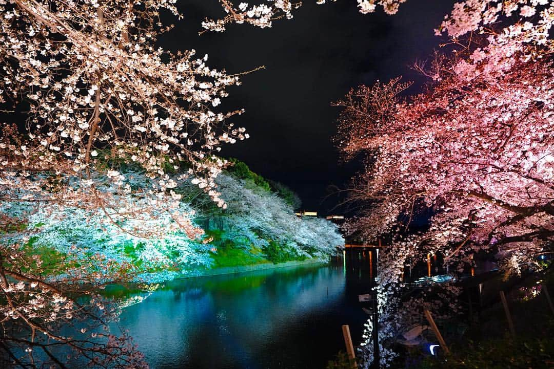 石井美保さんのインスタグラム写真 - (石井美保Instagram)「千鳥ヶ淵の夜桜。 通りがかりに少しだけ寄ったのですが、あまりの美しさに沁み入りました。  新元号 令和。 今までの常識もなにもかも、ガラリと変わるから。 新しい時代に、新しい自分を楽しめるように、勇気を持って前に進みたい。そんな風に思える大事な打ち合わせを終えて、いいスタートを切れた4月1日です。 #千鳥ヶ淵#千鳥ヶ淵の桜#千鳥ヶ淵ライトアップ#夜桜」4月1日 15時43分 - miho_ishii