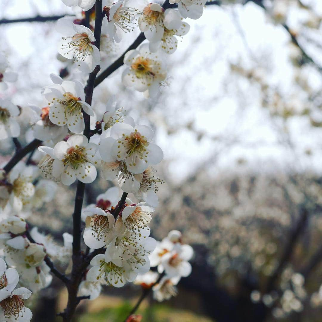 Rediscover Fukushimaさんのインスタグラム写真 - (Rediscover FukushimaInstagram)「Plum blossom 🌸 photos taken last Wednesday in Koriyama, but don’t worry - we still have a couple of weeks before the plum blossom looks stunning at Fukushima City’s Hanamoto no Sato near Iizaka Onsen」4月1日 15時51分 - rediscoverfukushima