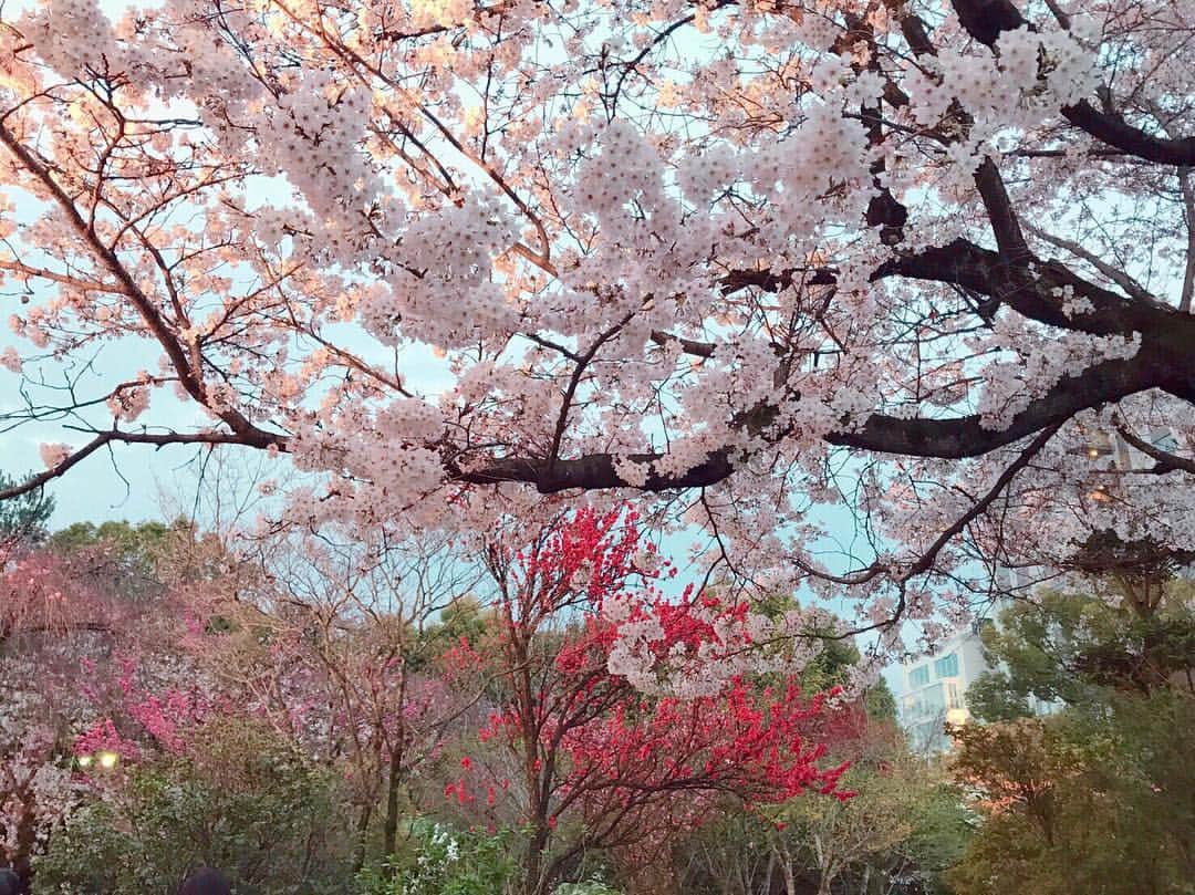 ボートレース宮島さんのインスタグラム写真 - (ボートレース宮島Instagram)「. 🌸広島市 縮景園の桜🌸 . 廿日市市や広島市では、桜が見ごろを迎えています😊 既にお花見を楽しんだ方も多いのではないかと思います🎶 . 広島市にある縮景園では、4月4日(木)まで、夜桜ライトアップを開催しています✨ ライトアップされた美しい桜や梅の花を楽しめるので、おすすめですよ🌸 . . #ボートレース宮島 #宮島競艇場 #宮島競艇 #パルボート宮島 #モンタ #モミジ #ボートレース #boatrace #競艇 #競艇場 #ボートレースな日々 #ボレジョ #縮景園 #桜 #梅 #お花見 #夜桜 #満開 #ソメイヨシノ #sakura #CHERRYBLOSSOM」4月1日 16時00分 - boatrace_miyajima