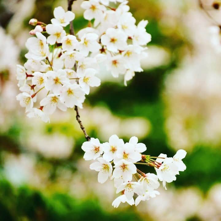 ニコンイメージングジャパン公式さんのインスタグラム写真 - (ニコンイメージングジャパン公式Instagram)「‖#spring⠀ Photo by @masaku.maco⠀ https://www.instagram.com/p/Bvh3mIslUMD/⠀ *⠀ ニコン機材で撮影された光をテーマにした写真に「 #light_nikon 」をつけてInstagramに投稿いただいた皆さんの作品を本アカウントで紹介させていただきます。⠀ （作品使用に関するガイドラインは本アカウントのプロフィールに記載しているURLからご覧ください）⠀ ⠀ #ニコン #nikon #一眼 #カメラ #camera #nikon📷 #nikonlove  #light_nikon #桜 #サクラ #春」4月1日 16時01分 - nikonjp