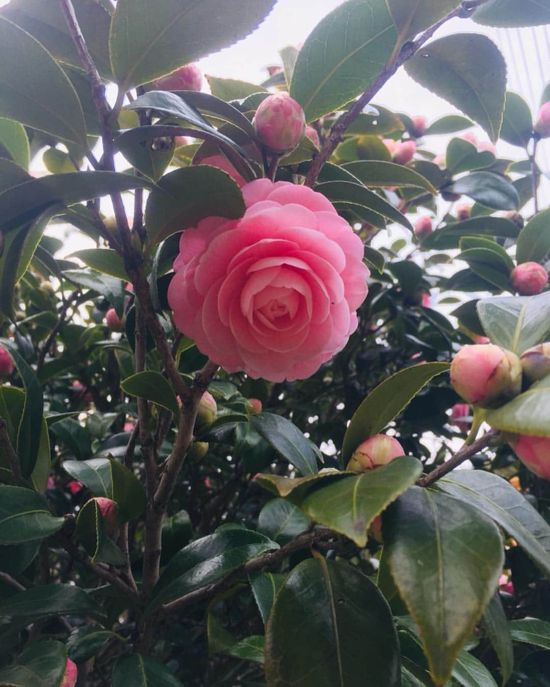 モハメッド・マリヤムのインスタグラム：「❁ #camellia #spring #niceday #walking #picture #photo #f4f #l4l #乙女椿 #春 #散歩 #iPhone6 #侮れない」