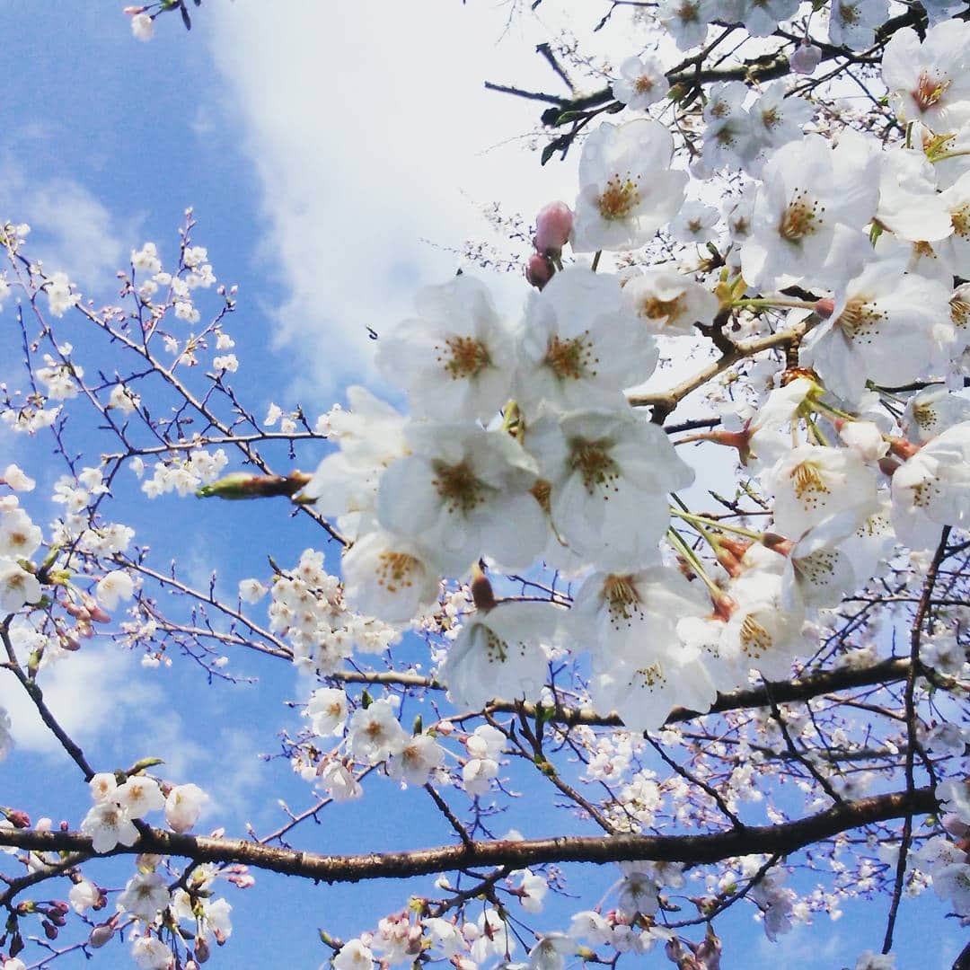 ホテルアンビエント伊豆高原のグルメインスタ