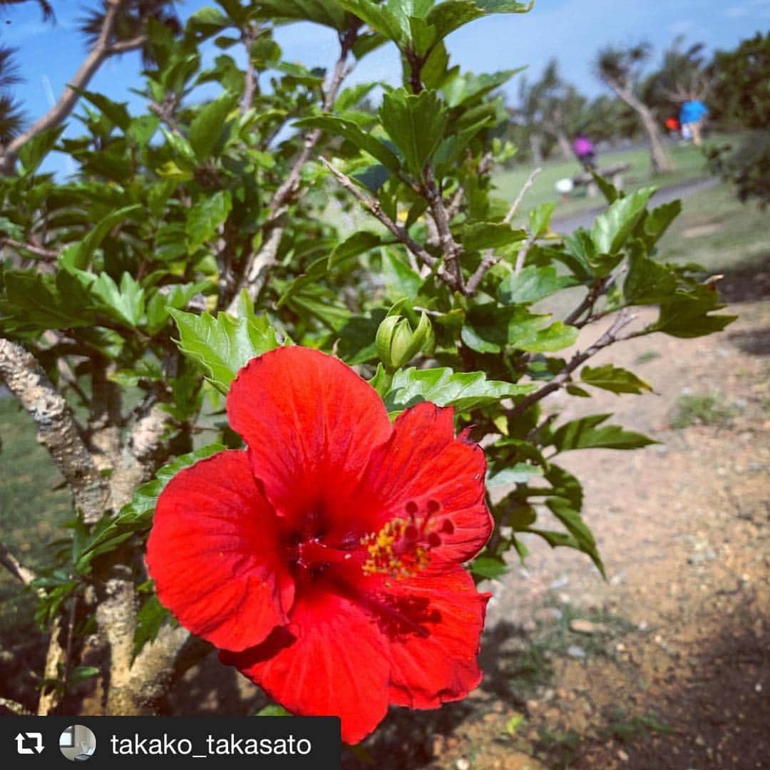 カヌチャリゾートさんのインスタグラム写真 - (カヌチャリゾートInstagram)「.﻿﻿ ﻿﻿🌸ハナナフォトコンテスト🌸﻿﻿﻿﻿﻿﻿﻿﻿﻿﻿﻿﻿﻿﻿﻿﻿ 🌺応募作品紹介🌺﻿﻿﻿﻿﻿﻿﻿﻿﻿﻿﻿﻿﻿﻿﻿﻿ ﻿﻿﻿﻿﻿﻿﻿﻿﻿﻿﻿﻿﻿﻿﻿﻿﻿ #repost﻿﻿ #カヌチャのハナナ2019﻿﻿ ﻿﻿﻿﻿﻿ ＊＊＊﻿﻿﻿﻿﻿﻿﻿﻿﻿﻿﻿﻿﻿﻿﻿﻿ インスタにてハナナフォトコンテスト開催中！﻿﻿﻿﻿﻿﻿﻿﻿﻿﻿﻿﻿﻿﻿﻿﻿ 「#カヌチャのハナナ2019」を付けて投稿するだけ😊🌷﻿﻿〆切は4/7(日)！」4月1日 16時17分 - kanucha_resort