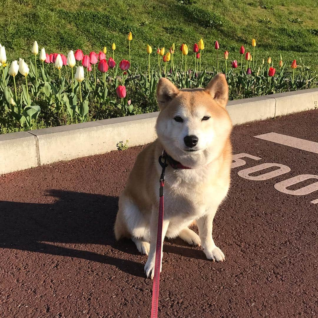 柴犬のモモさんのインスタグラム写真 - (柴犬のモモInstagram)「おはようございます…と、しれっと書きますが、すっかり朝の投稿忘れてました #いぬ #イヌ #犬 #柴犬 #赤柴 #日本犬 #犬バカ部 #ふわもこ部 #いぬら部 #癒しわんこ #柴犬マニア #犬のいる暮らし #口角キュキュッと部 #shiba #shibainu #shibadog #dogstagram #dogsofinstagram #shibastagram #shibasofinstagram #shibamania #inu #instadog #toyota_dog」4月1日 16時29分 - shi_ba_i_nu_momo