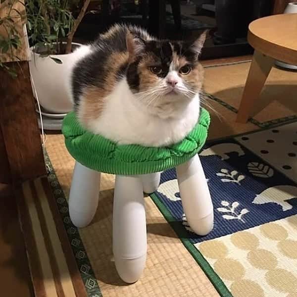 Aww Clubさんのインスタグラム写真 - (Aww ClubInstagram)「These cat drawings will cure your Monday blue ✍🏼@dailypurrr  #meowed #dailypurrr #doodle #9gagmeowdle #masterpiece #accurate」4月1日 16時24分 - meowed