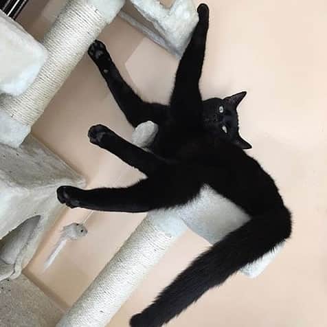 Aww Clubさんのインスタグラム写真 - (Aww ClubInstagram)「These cat drawings will cure your Monday blue ✍🏼@dailypurrr  #meowed #dailypurrr #doodle #9gagmeowdle #masterpiece #accurate」4月1日 16時24分 - meowed