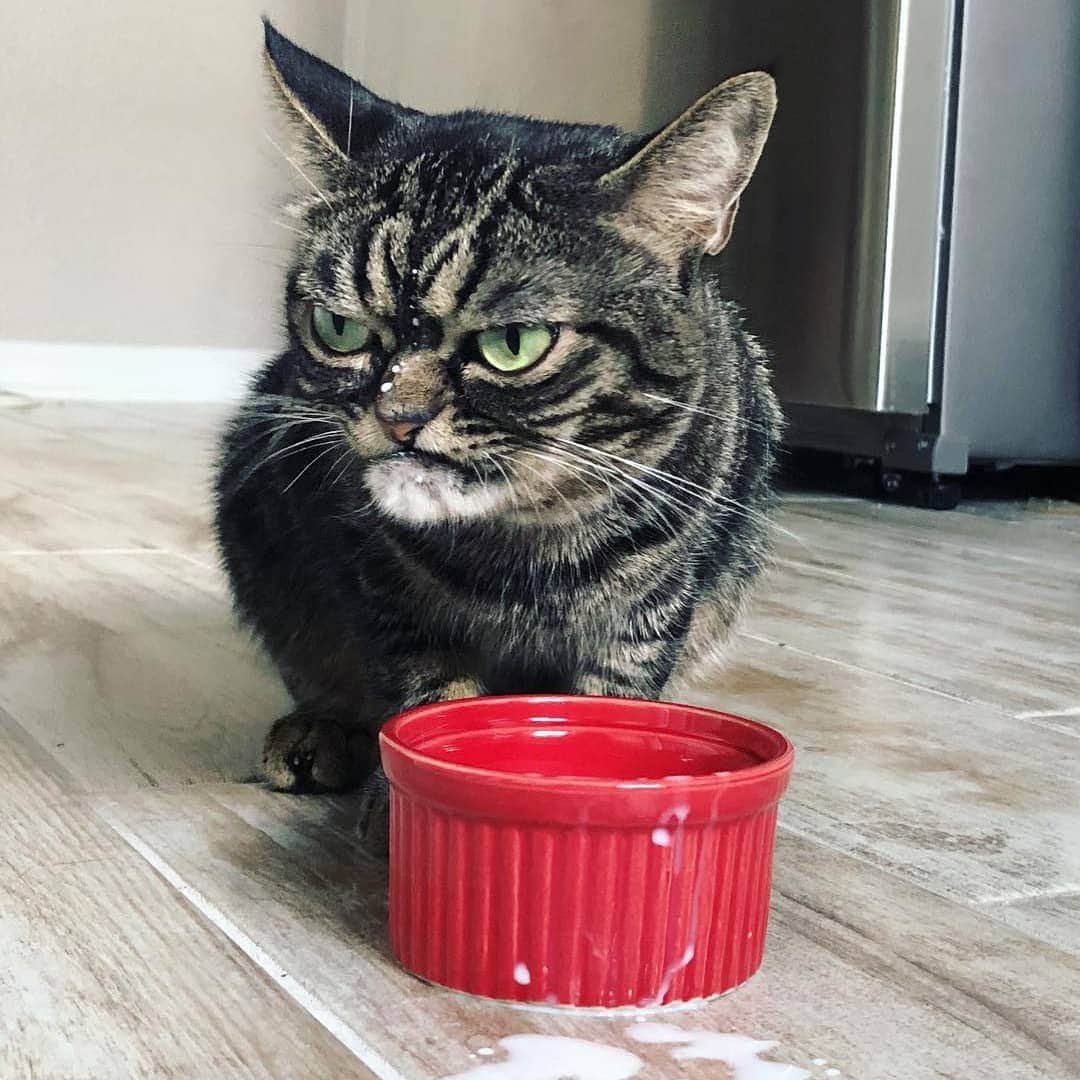 Aww Clubさんのインスタグラム写真 - (Aww ClubInstagram)「These cat drawings will cure your Monday blue ✍🏼@dailypurrr  #meowed #dailypurrr #doodle #9gagmeowdle #masterpiece #accurate」4月1日 16時24分 - meowed