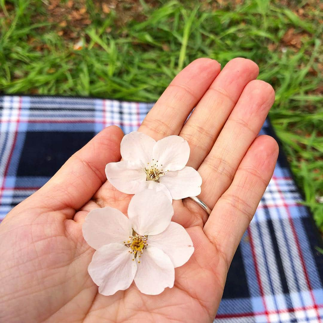 吹田早哉佳さんのインスタグラム写真 - (吹田早哉佳Instagram)「お友達とお花見🌸  子どもたちが拾ってきた桜がシートの上にいっぱい‼️ #お花見#3分咲き#5分咲き#春休み#桜」4月1日 16時32分 - sayaka.0623