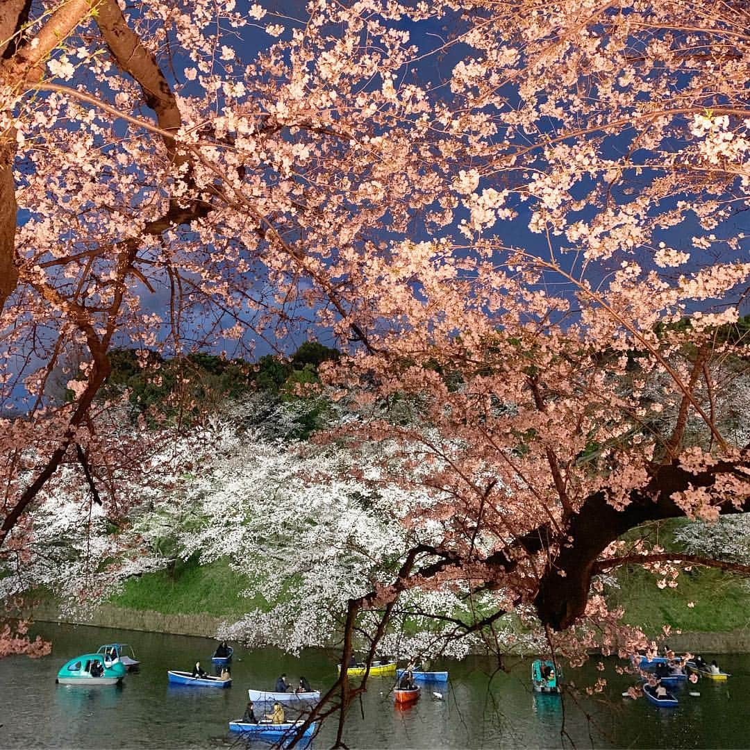 吉田美紀さんのインスタグラム写真 - (吉田美紀Instagram)「・ 桜が満開の季節に 新しい元号が発表されましたね🌸 ・ 『令和』 清らかな綺麗なひびき。 ・ 素晴らしい時代になりますように… ・ 千鳥ヶ淵の桜、とても綺麗でした🌸🌸 ・ ・ #令和 #新元号 #桜 #さくら #千鳥ヶ淵 #千鳥ヶ淵の桜 #cherryblossom #tokyo #japan #sakura」4月1日 16時47分 - miki__yoshida