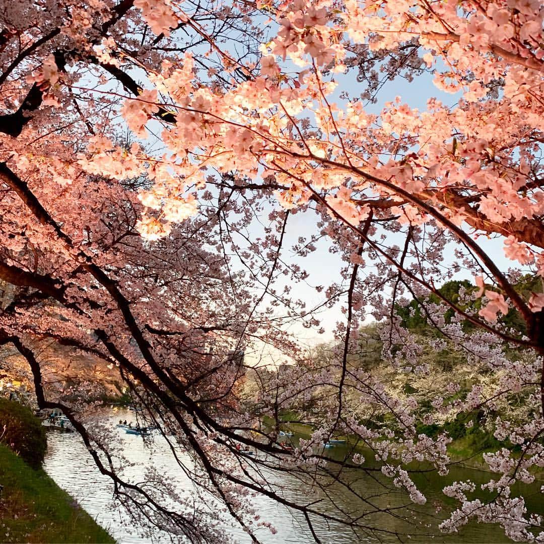 吉田美紀さんのインスタグラム写真 - (吉田美紀Instagram)「・ 桜が満開の季節に 新しい元号が発表されましたね🌸 ・ 『令和』 清らかな綺麗なひびき。 ・ 素晴らしい時代になりますように… ・ 千鳥ヶ淵の桜、とても綺麗でした🌸🌸 ・ ・ #令和 #新元号 #桜 #さくら #千鳥ヶ淵 #千鳥ヶ淵の桜 #cherryblossom #tokyo #japan #sakura」4月1日 16時47分 - miki__yoshida