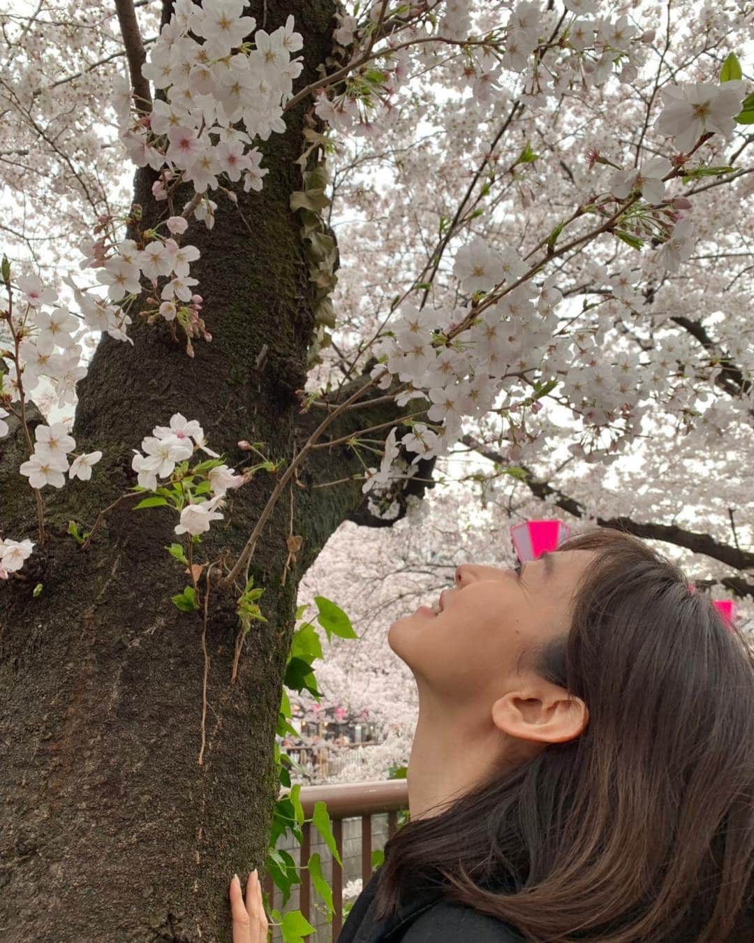 小橋めぐみのインスタグラム：「花冷え。 この後、甘酒飲みました☺️ #桜 #中目黒」