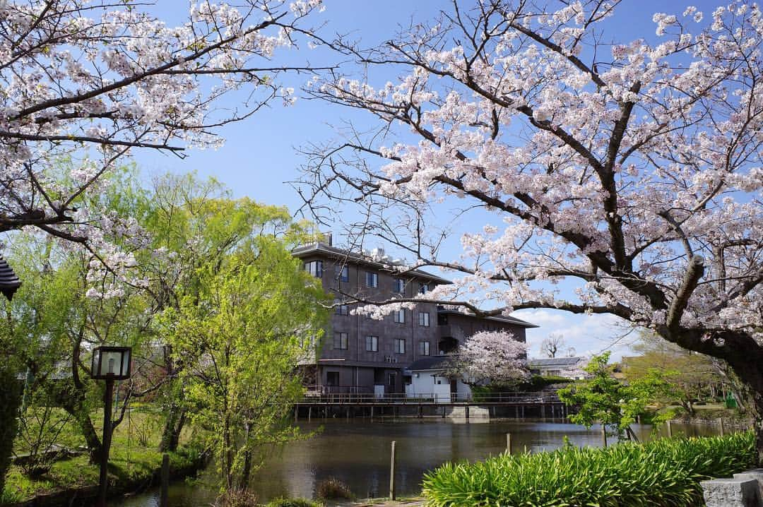 柳川藩主立花邸御花 | Yanagawa Ohanaさんのインスタグラム写真 - (柳川藩主立花邸御花 | Yanagawa OhanaInstagram)「🌸 ・ 今日から４月に入りました。 新しい元号も決まり、新たな年のスタートにワクワクしますね＾＾ ・ ・ さて、御花の敷地内に咲いている桜の開花状況です。 ・ 〇一枚目の写真→数週間前 まだつぼみがありました。  〇二、三枚目の写真→先日 満開です。 ・ 今が見頃の御花の桜🌸 ・ ・ さらにさらに、ご宿泊のお客様は夜の大広間でもお花見できます🌸 なかなか他では体験できないのではないでしょうか？ こちらも是非ご利用ください！ ↓詳細↓ 🌸御花でお花見🌸 開花時期 〜5月上旬 見学時間 18時〜21時30分 開花場所 大広間 ※ご宿泊の方限定となります ※天候により場所が変更となる場合がございます ・  #柳川藩主立花邸御花#御花 #柳川#ohana#yanagawa #桜#2019桜#japaneseflower #cherryblossom #sakura #お花見#御花でお花見」4月1日 16時43分 - tachibanateiohana