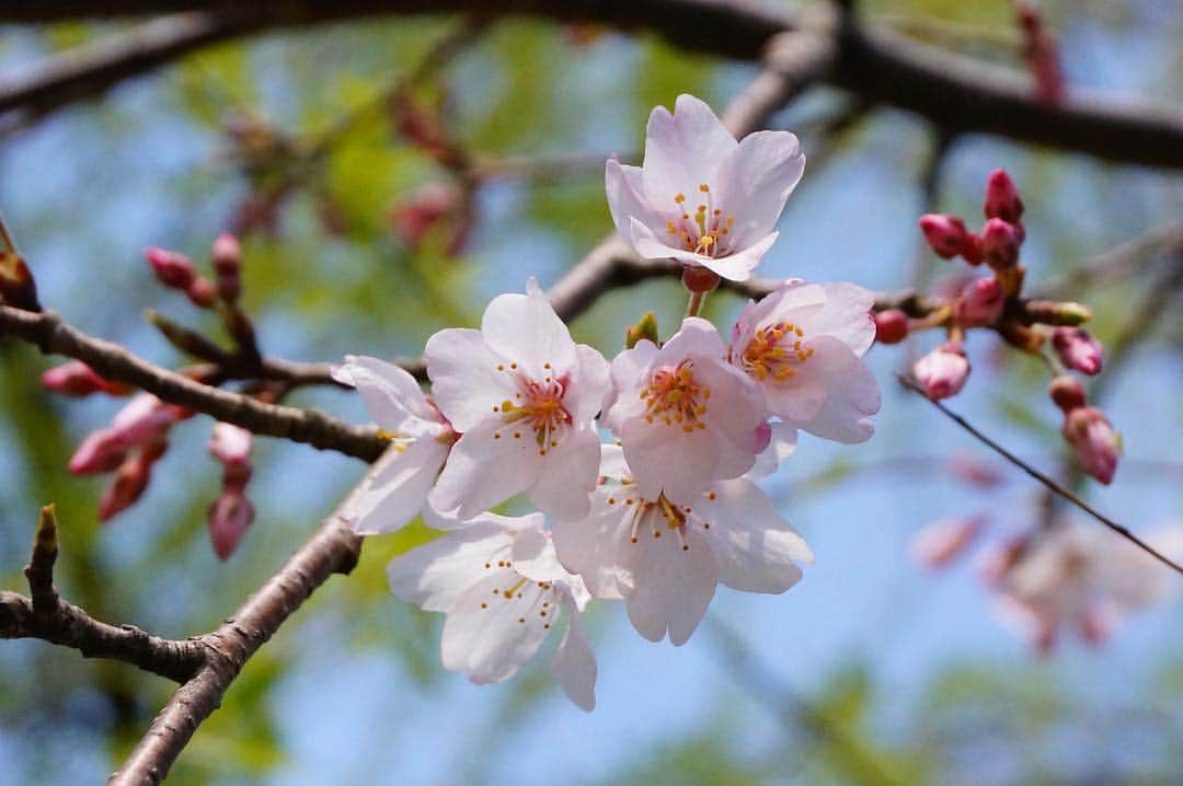 柳川藩主立花邸御花 | Yanagawa Ohanaさんのインスタグラム写真 - (柳川藩主立花邸御花 | Yanagawa OhanaInstagram)「🌸 ・ 今日から４月に入りました。 新しい元号も決まり、新たな年のスタートにワクワクしますね＾＾ ・ ・ さて、御花の敷地内に咲いている桜の開花状況です。 ・ 〇一枚目の写真→数週間前 まだつぼみがありました。  〇二、三枚目の写真→先日 満開です。 ・ 今が見頃の御花の桜🌸 ・ ・ さらにさらに、ご宿泊のお客様は夜の大広間でもお花見できます🌸 なかなか他では体験できないのではないでしょうか？ こちらも是非ご利用ください！ ↓詳細↓ 🌸御花でお花見🌸 開花時期 〜5月上旬 見学時間 18時〜21時30分 開花場所 大広間 ※ご宿泊の方限定となります ※天候により場所が変更となる場合がございます ・  #柳川藩主立花邸御花#御花 #柳川#ohana#yanagawa #桜#2019桜#japaneseflower #cherryblossom #sakura #お花見#御花でお花見」4月1日 16時43分 - tachibanateiohana