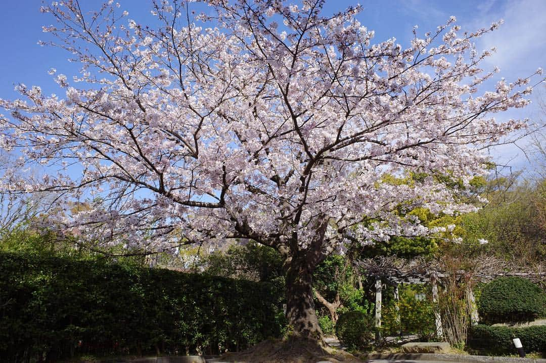 柳川藩主立花邸御花 | Yanagawa Ohanaさんのインスタグラム写真 - (柳川藩主立花邸御花 | Yanagawa OhanaInstagram)「🌸 ・ 今日から４月に入りました。 新しい元号も決まり、新たな年のスタートにワクワクしますね＾＾ ・ ・ さて、御花の敷地内に咲いている桜の開花状況です。 ・ 〇一枚目の写真→数週間前 まだつぼみがありました。  〇二、三枚目の写真→先日 満開です。 ・ 今が見頃の御花の桜🌸 ・ ・ さらにさらに、ご宿泊のお客様は夜の大広間でもお花見できます🌸 なかなか他では体験できないのではないでしょうか？ こちらも是非ご利用ください！ ↓詳細↓ 🌸御花でお花見🌸 開花時期 〜5月上旬 見学時間 18時〜21時30分 開花場所 大広間 ※ご宿泊の方限定となります ※天候により場所が変更となる場合がございます ・  #柳川藩主立花邸御花#御花 #柳川#ohana#yanagawa #桜#2019桜#japaneseflower #cherryblossom #sakura #お花見#御花でお花見」4月1日 16時43分 - tachibanateiohana