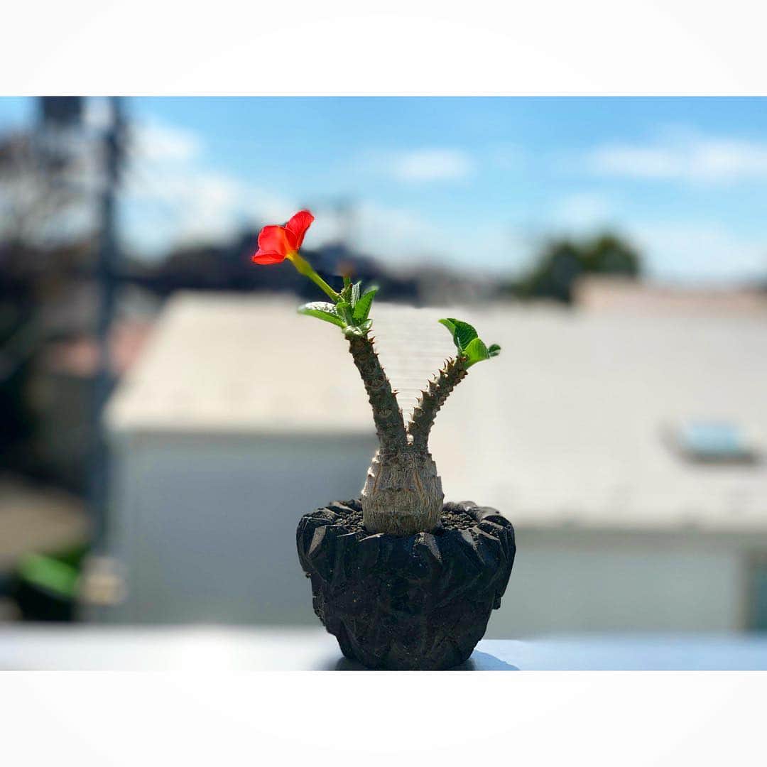 佐田正樹さんのインスタグラム写真 - (佐田正樹Instagram)「新年号が発表されましたね。 そんな今日、ウィンゾリーが花を咲かせてくれました。  #パキポディウム #ウィンゾリー #塊根植物 #開花 #ピース #令和  はじめて咲いた #赤花」4月1日 16時44分 - satakisama