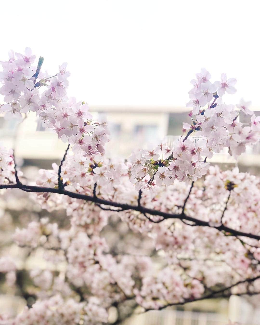 のインスタグラム：「中目黒の桜、綺麗だった🌸﻿ ﻿ 立ち止まれないほどの人だったから﻿ 歩きながらカシャッみたいな感じで﻿ 撮ったのに﻿ ﻿ iPhoneのポートレートモード、強い。﻿ ﻿ #目黒川 #お花見 #桜 #🌸 #iPhoneX﻿ #ポートレートモード﻿」