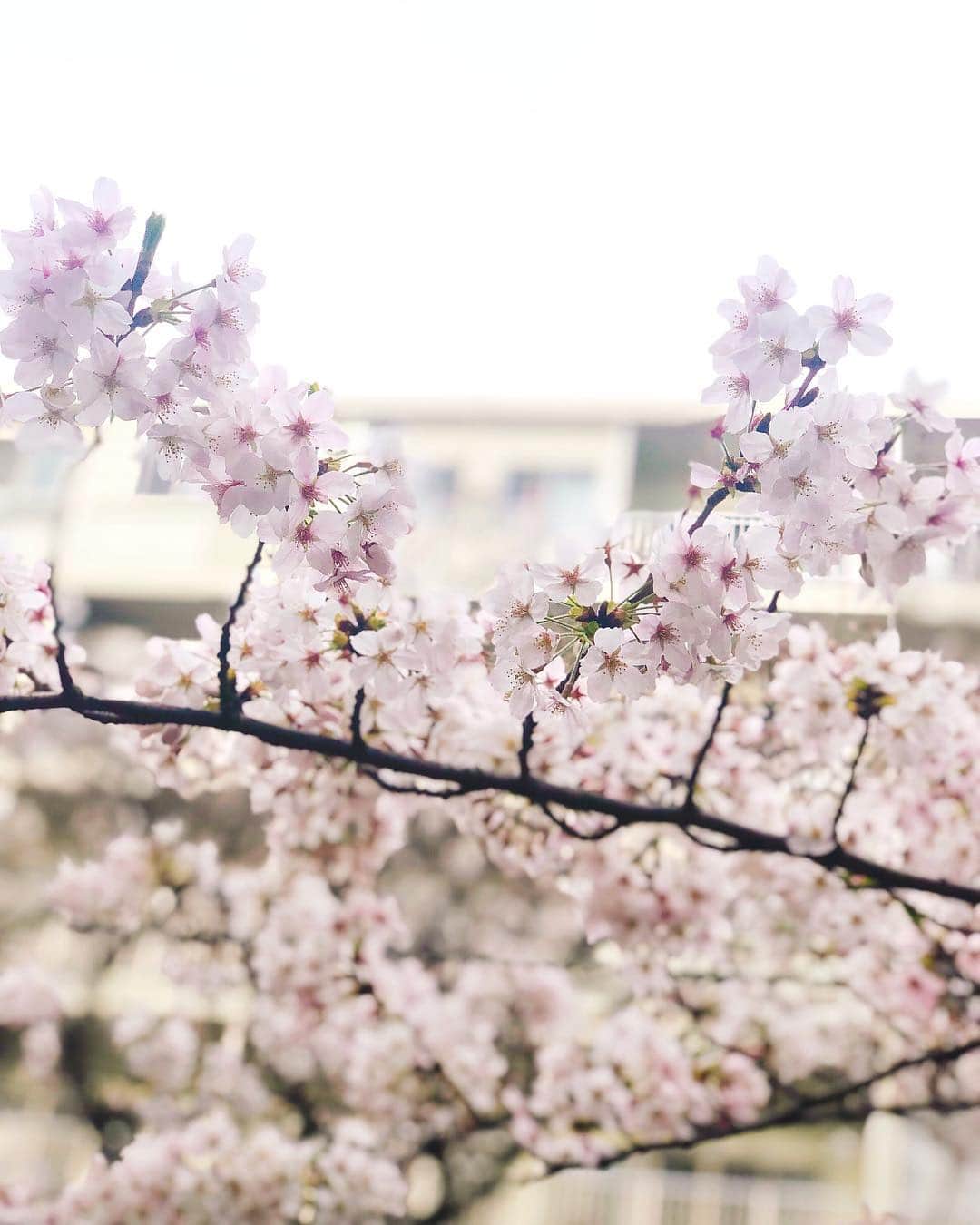 伊藤春香さんのインスタグラム写真 - (伊藤春香Instagram)「中目黒の桜、綺麗だった🌸﻿ ﻿ 立ち止まれないほどの人だったから﻿ 歩きながらカシャッみたいな感じで﻿ 撮ったのに﻿ ﻿ iPhoneのポートレートモード、強い。﻿ ﻿ #目黒川 #お花見 #桜 #🌸 #iPhoneX﻿ #ポートレートモード﻿」4月1日 16時45分 - ha_chu