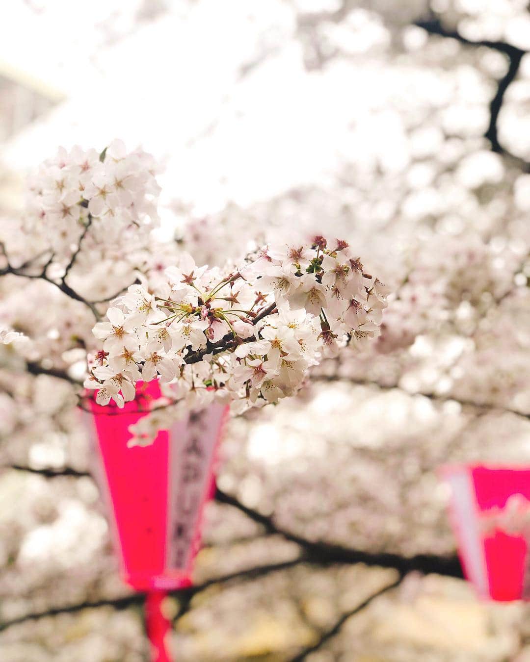 伊藤春香さんのインスタグラム写真 - (伊藤春香Instagram)「中目黒の桜、綺麗だった🌸﻿ ﻿ 立ち止まれないほどの人だったから﻿ 歩きながらカシャッみたいな感じで﻿ 撮ったのに﻿ ﻿ iPhoneのポートレートモード、強い。﻿ ﻿ #目黒川 #お花見 #桜 #🌸 #iPhoneX﻿ #ポートレートモード﻿」4月1日 16時45分 - ha_chu