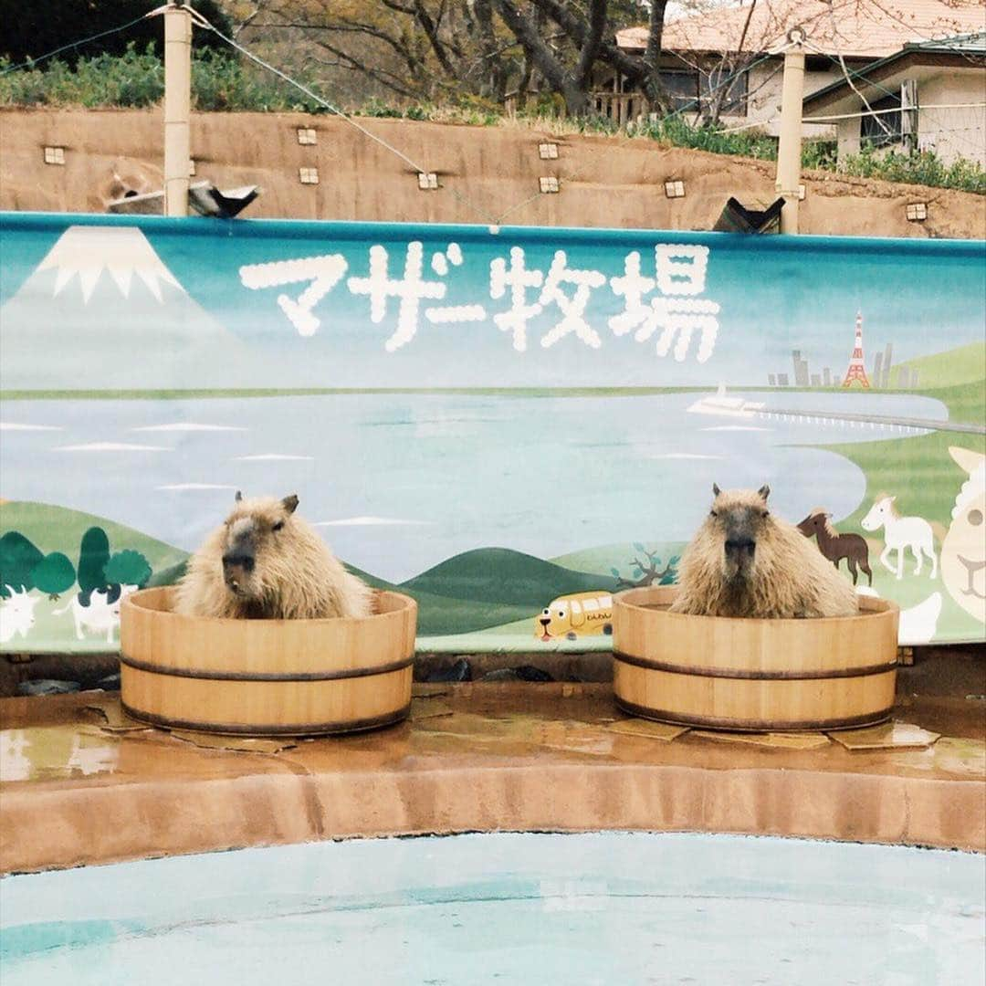 Eri Koyamaさんのインスタグラム写真 - (Eri KoyamaInstagram)「. 急に動物と触れ合いたくなって マザー牧場に行った日は、暴風、極寒で寒すぎた🤣🤣💭 . ♨︎タイムのカピバラさん癒し 笑 . お昼に食べたジンギスカン 美味しかったな〜〜！ . #shop_ungrid_eri #dayoff #マザー牧場 #カピバラ #寒緋桜 #菜の花」4月1日 16時49分 - 6ri___k