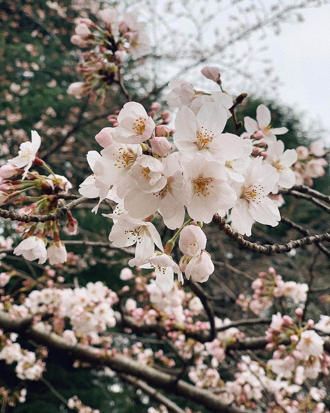 Airi Shibuyaのインスタグラム：「Hello april❤︎ . 今日から4月🌸 あっという間すぎる！😳 . 今月も一日一日を大切に過ごそ❤︎ . #april#sakura」