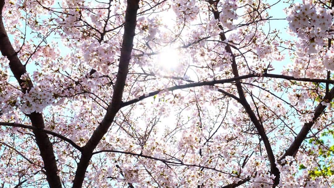 ディエイト（THE8）さんのインスタグラム写真 - (ディエイト（THE8）Instagram)「April #8photos」4月1日 16時57分 - xuminghao_o
