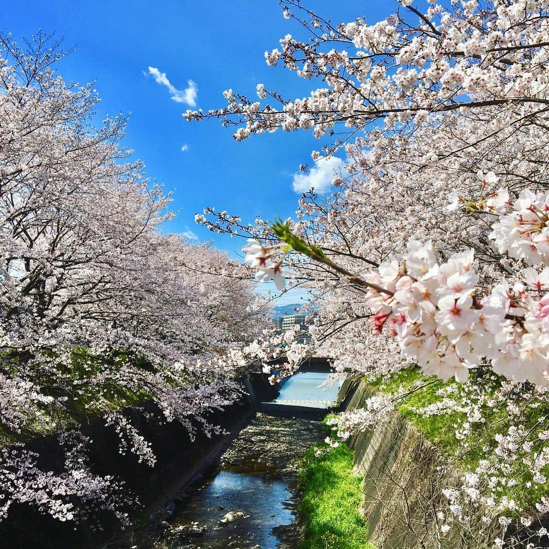 常盤よしこさんのインスタグラム写真 - (常盤よしこInstagram)「桜満開の熊本🌸 どこも綺麗ですねぇ さて、 新元号発表。 早速書いてみる♫  #新元号#桜満開#熊本桜」4月1日 17時30分 - yoshiko.tokiwa