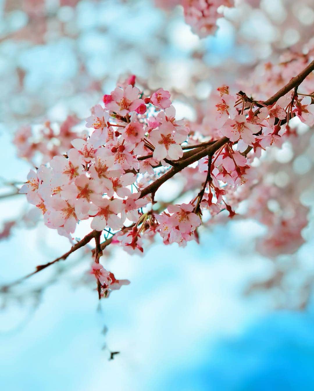 織田千穂さんのインスタグラム写真 - (織田千穂Instagram)「今年はまだまだ お花見🍃🌸行く機会作りたいなぁー💜 🌸*✲ﾟ*🌸*✲ﾟ*🌸🌸*✲ﾟ*🌸*✲ﾟ*🌸 #権現堂桜堤 #埼玉 #幸手権現堂桜堤 #権現堂公園 #菜の花畑 #花見 #幸手桜まつり #桜 #japan🇯🇵 #桜の木 #cherryblossom #ootd #cherrytree #桜色 #spring #春  #菜の花 #幸手 #bestjapanpics #お花見 #sakura #flowers #しだれ桜 #photo_shorttrip #桜満開🌸 #日本に生まれて良かった #桜2019 #春が来た #サクラ #桜の季節 🌸*✲ﾟ*🌸*✲ﾟ*🌸🌸*✲ﾟ*🌸*✲ﾟ*🌸」4月1日 16時58分 - chihoda