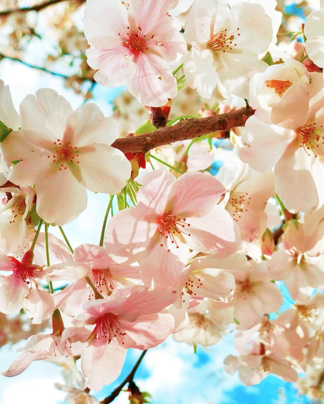 織田千穂さんのインスタグラム写真 - (織田千穂Instagram)「今年はまだまだ お花見🍃🌸行く機会作りたいなぁー💜 🌸*✲ﾟ*🌸*✲ﾟ*🌸🌸*✲ﾟ*🌸*✲ﾟ*🌸 #権現堂桜堤 #埼玉 #幸手権現堂桜堤 #権現堂公園 #菜の花畑 #花見 #幸手桜まつり #桜 #japan🇯🇵 #桜の木 #cherryblossom #ootd #cherrytree #桜色 #spring #春  #菜の花 #幸手 #bestjapanpics #お花見 #sakura #flowers #しだれ桜 #photo_shorttrip #桜満開🌸 #日本に生まれて良かった #桜2019 #春が来た #サクラ #桜の季節 🌸*✲ﾟ*🌸*✲ﾟ*🌸🌸*✲ﾟ*🌸*✲ﾟ*🌸」4月1日 16時58分 - chihoda