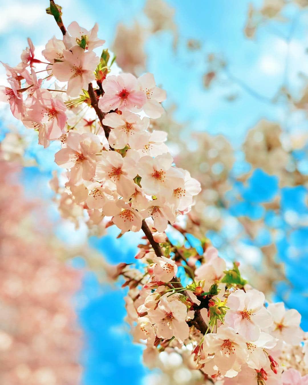 織田千穂さんのインスタグラム写真 - (織田千穂Instagram)「今年はまだまだ お花見🍃🌸行く機会作りたいなぁー💜 🌸*✲ﾟ*🌸*✲ﾟ*🌸🌸*✲ﾟ*🌸*✲ﾟ*🌸 #権現堂桜堤 #埼玉 #幸手権現堂桜堤 #権現堂公園 #菜の花畑 #花見 #幸手桜まつり #桜 #japan🇯🇵 #桜の木 #cherryblossom #ootd #cherrytree #桜色 #spring #春  #菜の花 #幸手 #bestjapanpics #お花見 #sakura #flowers #しだれ桜 #photo_shorttrip #桜満開🌸 #日本に生まれて良かった #桜2019 #春が来た #サクラ #桜の季節 🌸*✲ﾟ*🌸*✲ﾟ*🌸🌸*✲ﾟ*🌸*✲ﾟ*🌸」4月1日 16時58分 - chihoda