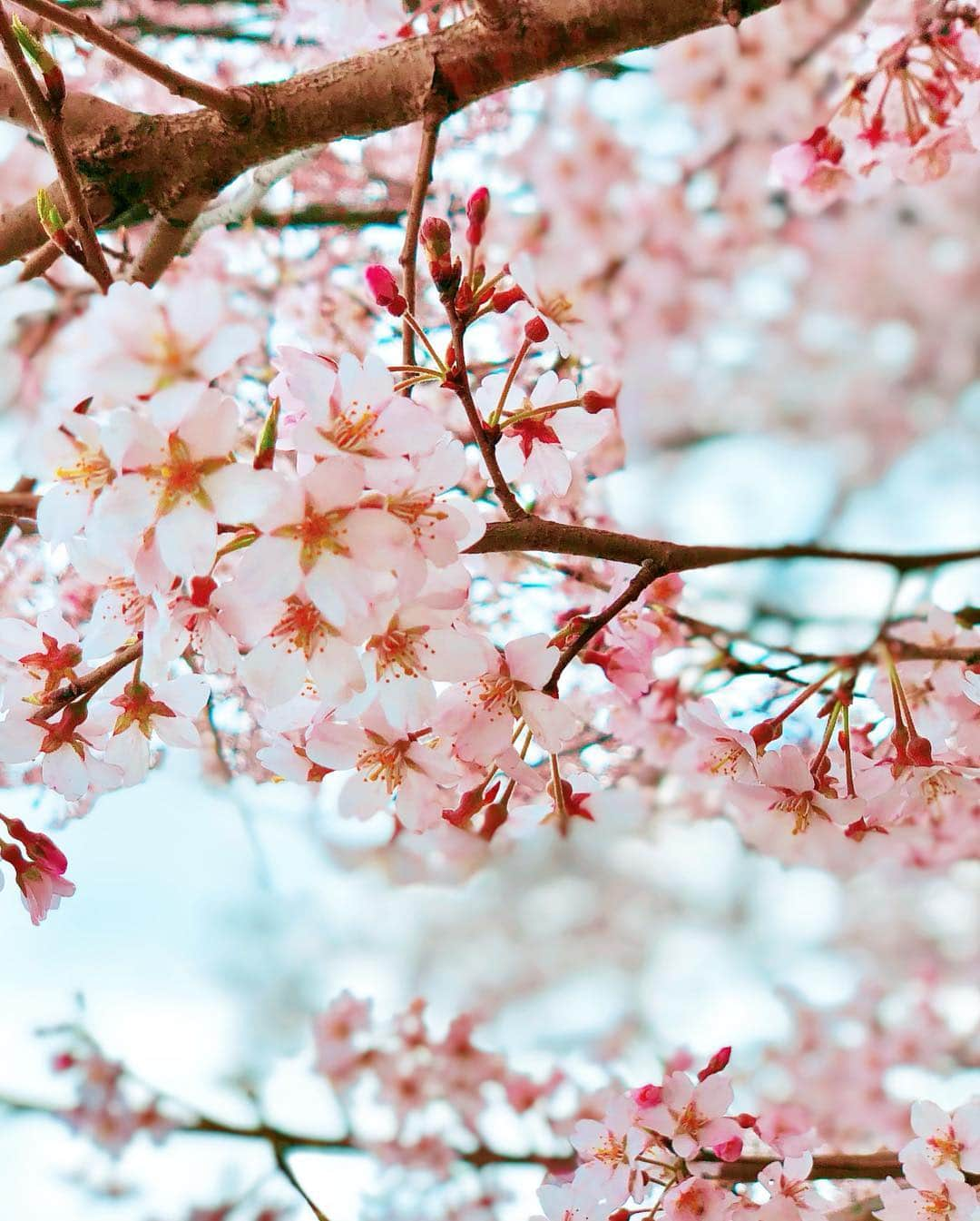 織田千穂さんのインスタグラム写真 - (織田千穂Instagram)「今年はまだまだ お花見🍃🌸行く機会作りたいなぁー💜 🌸*✲ﾟ*🌸*✲ﾟ*🌸🌸*✲ﾟ*🌸*✲ﾟ*🌸 #権現堂桜堤 #埼玉 #幸手権現堂桜堤 #権現堂公園 #菜の花畑 #花見 #幸手桜まつり #桜 #japan🇯🇵 #桜の木 #cherryblossom #ootd #cherrytree #桜色 #spring #春  #菜の花 #幸手 #bestjapanpics #お花見 #sakura #flowers #しだれ桜 #photo_shorttrip #桜満開🌸 #日本に生まれて良かった #桜2019 #春が来た #サクラ #桜の季節 🌸*✲ﾟ*🌸*✲ﾟ*🌸🌸*✲ﾟ*🌸*✲ﾟ*🌸」4月1日 16時58分 - chihoda