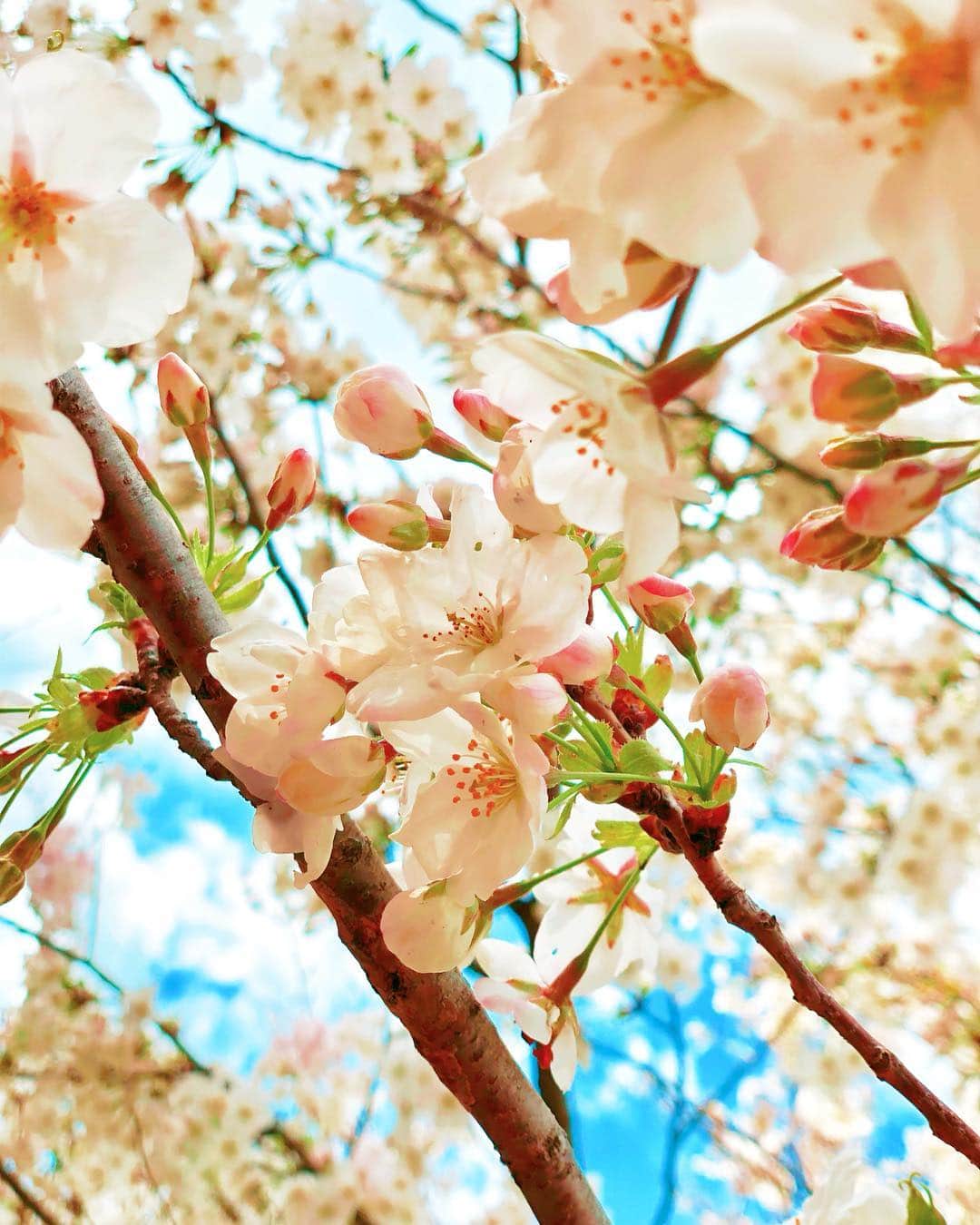 織田千穂さんのインスタグラム写真 - (織田千穂Instagram)「今年はまだまだ お花見🍃🌸行く機会作りたいなぁー💜 🌸*✲ﾟ*🌸*✲ﾟ*🌸🌸*✲ﾟ*🌸*✲ﾟ*🌸 #権現堂桜堤 #埼玉 #幸手権現堂桜堤 #権現堂公園 #菜の花畑 #花見 #幸手桜まつり #桜 #japan🇯🇵 #桜の木 #cherryblossom #ootd #cherrytree #桜色 #spring #春  #菜の花 #幸手 #bestjapanpics #お花見 #sakura #flowers #しだれ桜 #photo_shorttrip #桜満開🌸 #日本に生まれて良かった #桜2019 #春が来た #サクラ #桜の季節 🌸*✲ﾟ*🌸*✲ﾟ*🌸🌸*✲ﾟ*🌸*✲ﾟ*🌸」4月1日 16時58分 - chihoda