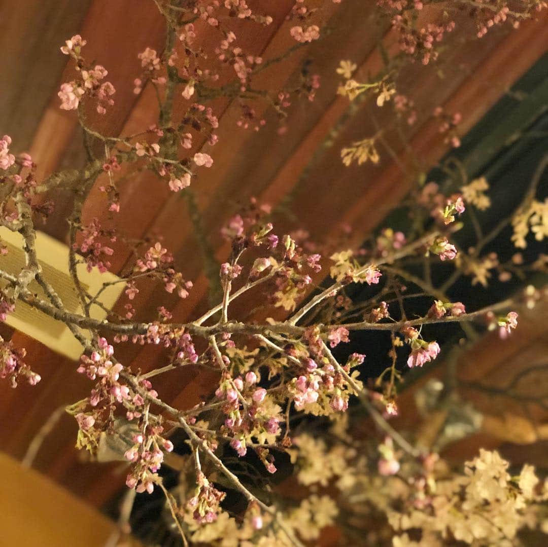 川島カヨさんのインスタグラム写真 - (川島カヨInstagram)「昨日は岡村ANNのスタッフ歓送迎会。お店の天井に桜が入ってて、お花見もできました🌸楽しかったー！」4月1日 17時00分 - pandakayo