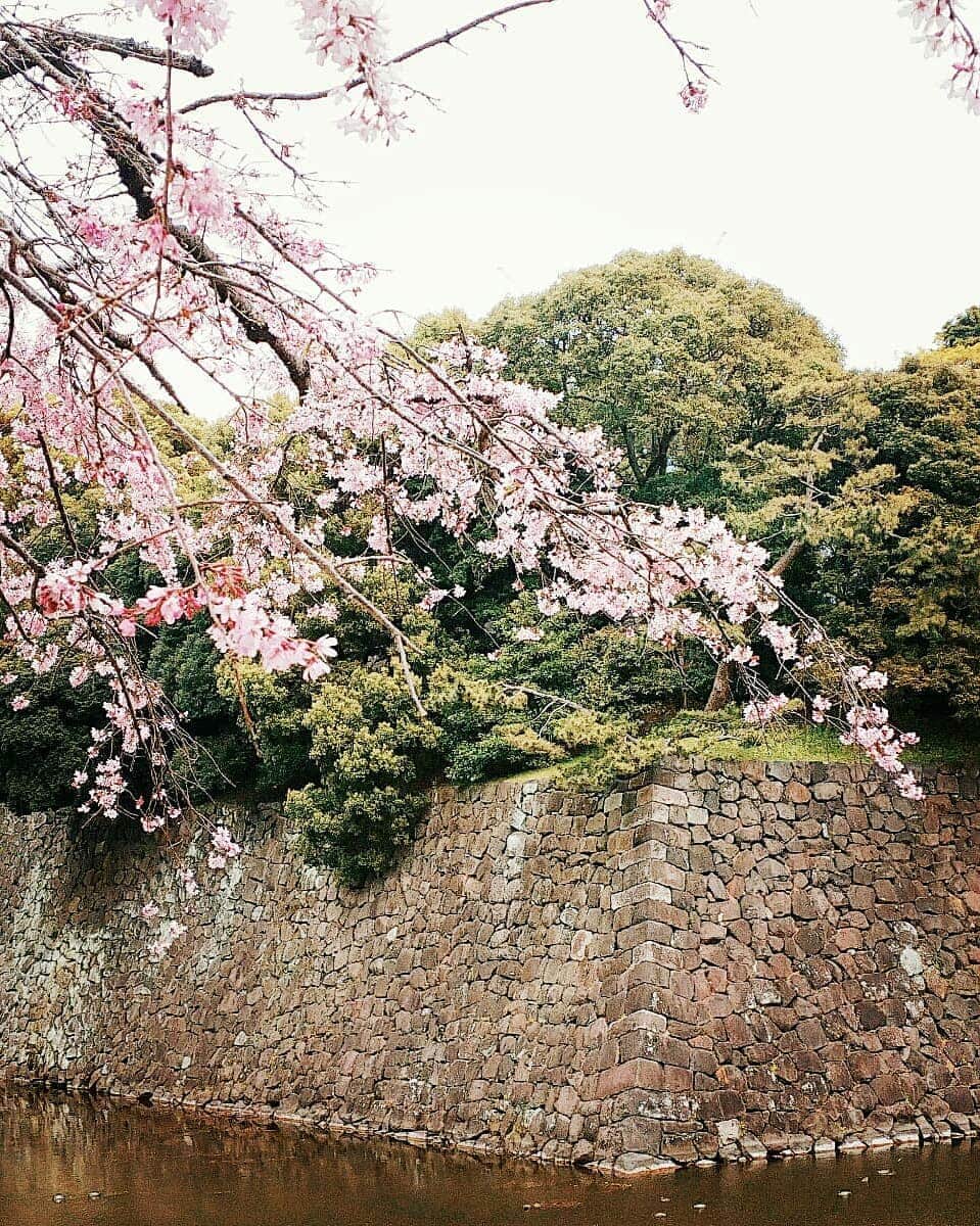 鈴木理香子さんのインスタグラム写真 - (鈴木理香子Instagram)「新元号『令和』には  厳しい寒さの末 見事に咲き誇る梅の花のように 一人一人がそれぞれの花を 咲かせることができる日本でありたい…  そんな願いが込められているそうです😊  新元号が発表された時、 皆さんがどんな様子なのか街へ🏃  多くの人が訪れていた皇居には 『令和』と書かれた紙が貼ってあり 既に、様々な花が満開🌸 皆さん、思い思いに 写真を撮っていらっしゃいました📷✨ その『令和』と知った時や写真を 撮っている表情こそ　 高揚感に満ちて 花が咲き誇っているようにも見えました😊  さて! 今日から新年度。 私も日テレNEWS24の担当曜日が リニューアルです🎤✨ 🍀🍀🍀🍀🍀🍀🍀🍀🍀 . 月曜日 深夜 木曜日 朝からにお昼にかけて 金曜日 昼過ぎから夜にかけて . 🍀🍀🍀🍀🍀🍀🍀🍀🍀 . というわけで、 4月1日の夜から新年度の仕事初めになります😌  皆さんにとって、素敵な花が咲く 明るいニュースが１つでも多いといいなぁ✨ そんな時代になることを願って…💠. 平成 ありがとう！ 令和 宜しくお願い致します😌. . . 追伸 やはり、自分の中で初めてニュースで 『令和』と発するときは緊張しました😌 特にアクセントを間違わないようにすると尚更でした😊 . #よろしく令和 #reiwa #令和元年 #新元号 #ありがとう #平成 #残り１ヶ月  #皇居 #🌸桜🌸 #様々な #花 #満開 #みんな #笑顔 #日テレ #日テレNEWS24 #ntv  #新年度 #宜しくお願い致します #😊 #セントフォース #アナウンサー #鈴木理香子 #japan #tokyo #flowers #sakura #cherryblossom」4月1日 17時05分 - rikako.suzuki