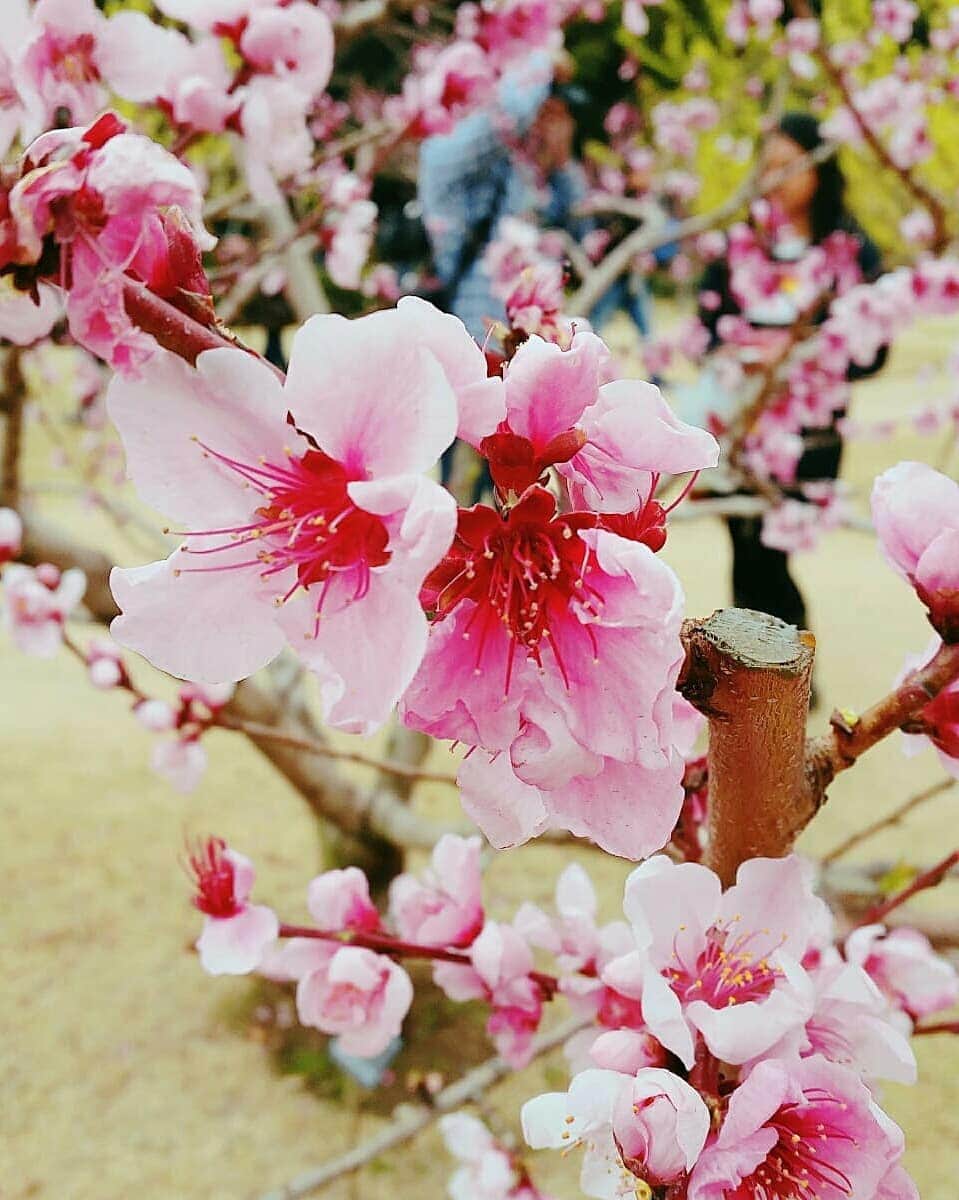 鈴木理香子さんのインスタグラム写真 - (鈴木理香子Instagram)「新元号『令和』には  厳しい寒さの末 見事に咲き誇る梅の花のように 一人一人がそれぞれの花を 咲かせることができる日本でありたい…  そんな願いが込められているそうです😊  新元号が発表された時、 皆さんがどんな様子なのか街へ🏃  多くの人が訪れていた皇居には 『令和』と書かれた紙が貼ってあり 既に、様々な花が満開🌸 皆さん、思い思いに 写真を撮っていらっしゃいました📷✨ その『令和』と知った時や写真を 撮っている表情こそ　 高揚感に満ちて 花が咲き誇っているようにも見えました😊  さて! 今日から新年度。 私も日テレNEWS24の担当曜日が リニューアルです🎤✨ 🍀🍀🍀🍀🍀🍀🍀🍀🍀 . 月曜日 深夜 木曜日 朝からにお昼にかけて 金曜日 昼過ぎから夜にかけて . 🍀🍀🍀🍀🍀🍀🍀🍀🍀 . というわけで、 4月1日の夜から新年度の仕事初めになります😌  皆さんにとって、素敵な花が咲く 明るいニュースが１つでも多いといいなぁ✨ そんな時代になることを願って…💠. 平成 ありがとう！ 令和 宜しくお願い致します😌. . . 追伸 やはり、自分の中で初めてニュースで 『令和』と発するときは緊張しました😌 特にアクセントを間違わないようにすると尚更でした😊 . #よろしく令和 #reiwa #令和元年 #新元号 #ありがとう #平成 #残り１ヶ月  #皇居 #🌸桜🌸 #様々な #花 #満開 #みんな #笑顔 #日テレ #日テレNEWS24 #ntv  #新年度 #宜しくお願い致します #😊 #セントフォース #アナウンサー #鈴木理香子 #japan #tokyo #flowers #sakura #cherryblossom」4月1日 17時05分 - rikako.suzuki