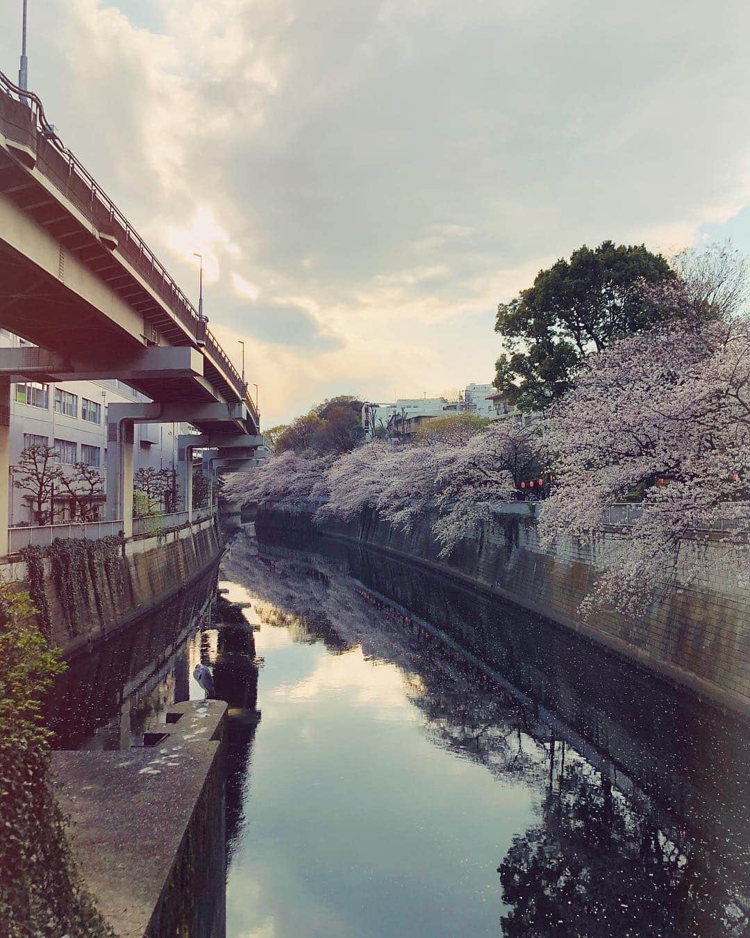 金光みり愛さんのインスタグラム写真 - (金光みり愛Instagram)「通りすがりの🌸🌸」4月1日 17時07分 - milliah_kanemitsu