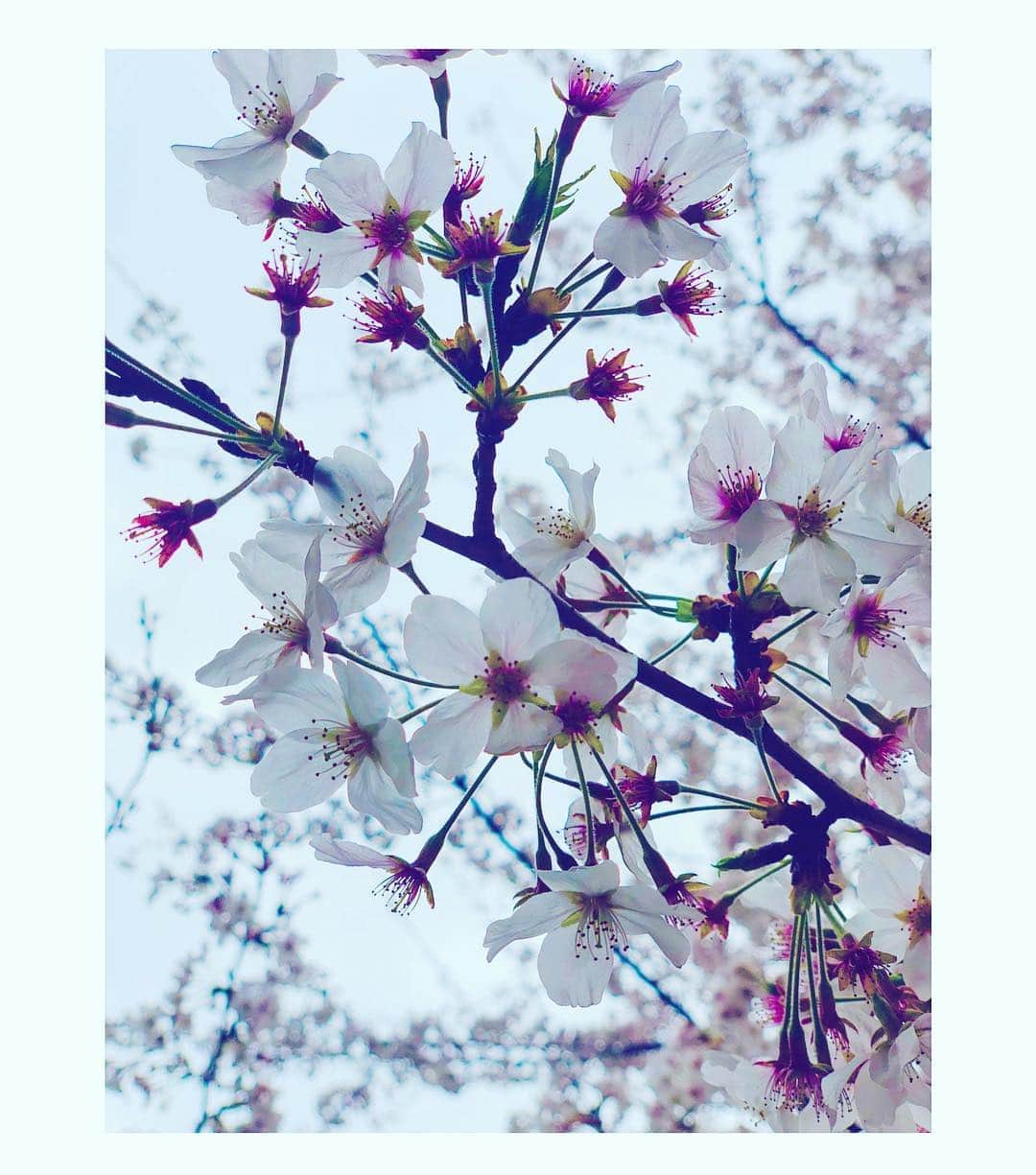 安藤裕子さんのインスタグラム写真 - (安藤裕子Instagram)「なんだか今日は寒くって。 咲いた桜も散っちゃいそう。  令和。 あれ。 字あってるかな。どんな意味が込められているんだろう。 平成は平和で天変地異とかもないようになんて誰かが言ってた気がするな。 わりと波乱の時代であったから。  新しい時代はきっと優しいと良い。 四月の魚。 すいすいすい。  春だよ。 皆さん。 芽吹こうね。 思い込みの自分の殻を脱ぎ捨てて、新しいあなたになれる。 死ぬまでが一生。 春は何度だって訪れる。 何度だって脱ぎ捨てていける。  思い込みの春なのです。」4月1日 17時13分 - yuko_ando