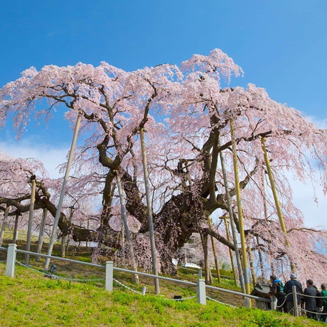 福島県さんのインスタグラム写真 - (福島県Instagram)「来て！三春滝桜  日本三大桜のひとつに数えられる三春町の滝桜は、樹齢千年以上といわれ、四方に伸びた太い枝に薄紅色の小さな花を無数に咲かせ、滝が流れ落ちるように見えることから、滝桜と呼ばれるようになったといわれてます。ぜひお越しください。(写真は昨年以前のものです) #三春滝桜 #日本三大桜 #滝桜 #滝 #新生活 #新年度  #福島 #ふくしま #ふくしまからはじめよう  #futurefromfukushima #fukushima #traveljapan #japantrip #explorejapan #japanadventures #japanholiday #beautifuldestinations #instatrip #art_of_japan #instagramjapan #japan_of_insta」4月1日 17時18分 - realize_fukushima