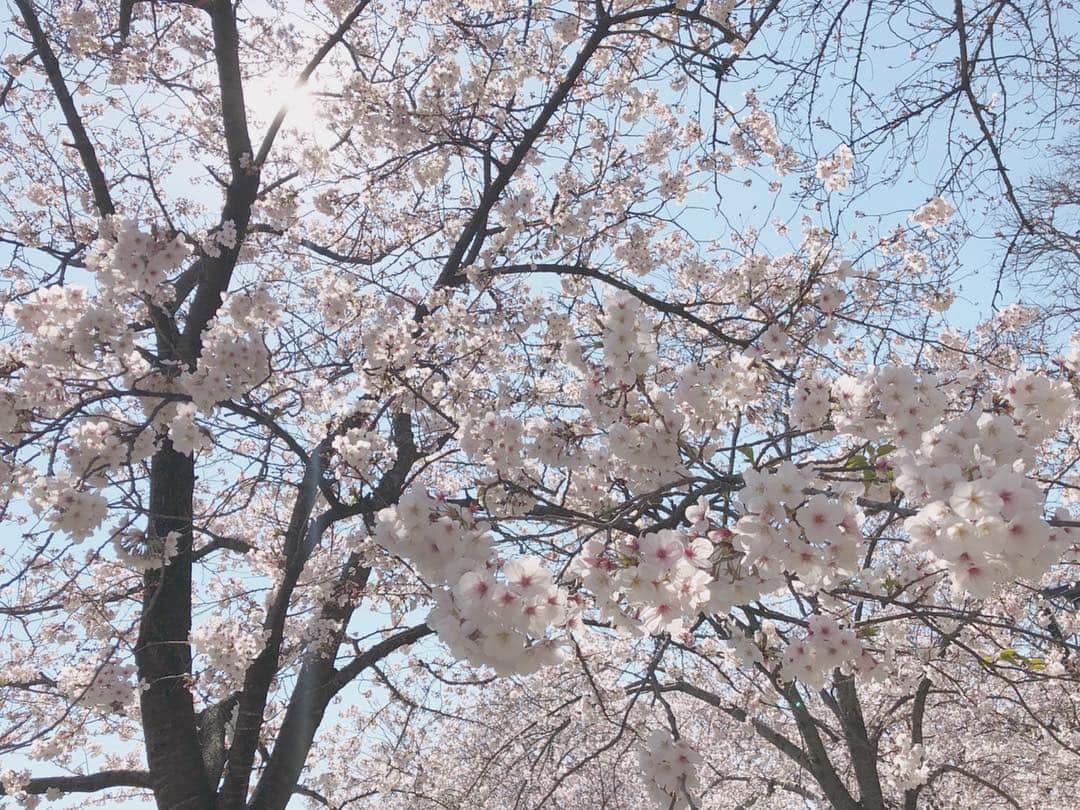 地頭江 音々さんのインスタグラム写真 - (地頭江 音々Instagram)「･ ･ ･ 🌸 ･ ･ #桜 #さくら #cherryblossom  #お花見 #大濠公園 #舞鶴公園」4月1日 17時19分 - jitoe_nene