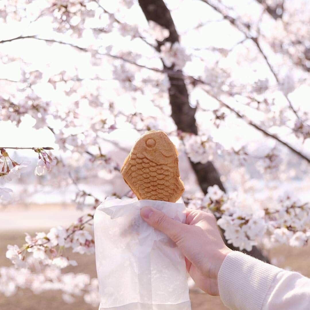 KANEBO OFFICIALさんのインスタグラム写真 - (KANEBO OFFICIALInstagram)「SAKURA OR SWEET ? 花より団子？ Both, of course. 写真提供:@bois.yu #taiyaki #sweets #foodstagram#japanesefood #sweetstime #sakura #cherryblossoms #spring #springday#japanesesweets #dessert #sunnyday #myfavorite #happy #豊かな生活 #贅沢な時間 #丁寧な暮らし #暮らしを楽しむ #たいやき #甘味 #お花見 #桜 #和菓子 #今日のおやつ #イマソラ #休日 #ご褒美 #お花見ごはん #kaneboglobal #kanebo」4月1日 17時30分 - kaneboofficial