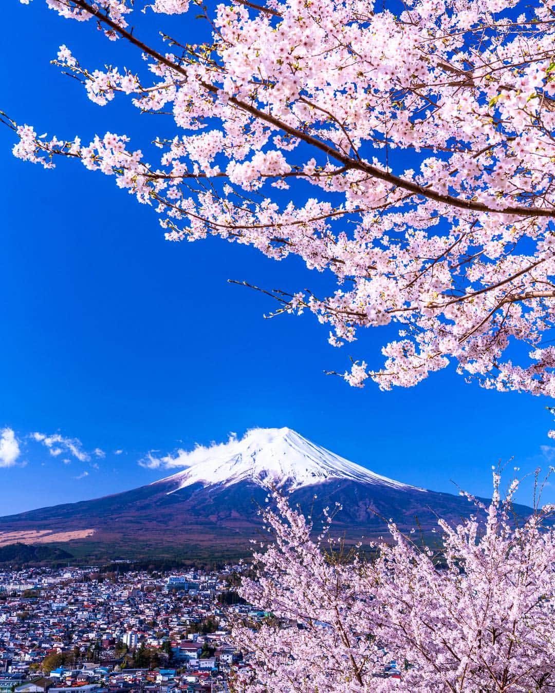 ANAのインスタグラム：「春の風物詩🌸  #anaタビキブン #桜 #4月スタート #新年度 #青空 #お花見 #富士山 #桜前線 #山梨 #富士山と桜 #日本の景色 #美しい #元号 #令和 #もうすぐ #cherryblossom #yamanashi #spring #sakura #🌸 #beautiful #japantrip #travel #bluesky （例年4月上旬が見頃）  旅の思い出は「#anaタビキブン」をつけて投稿してね⭐️インスタやANAの各メディアでご紹介していきます✈️」